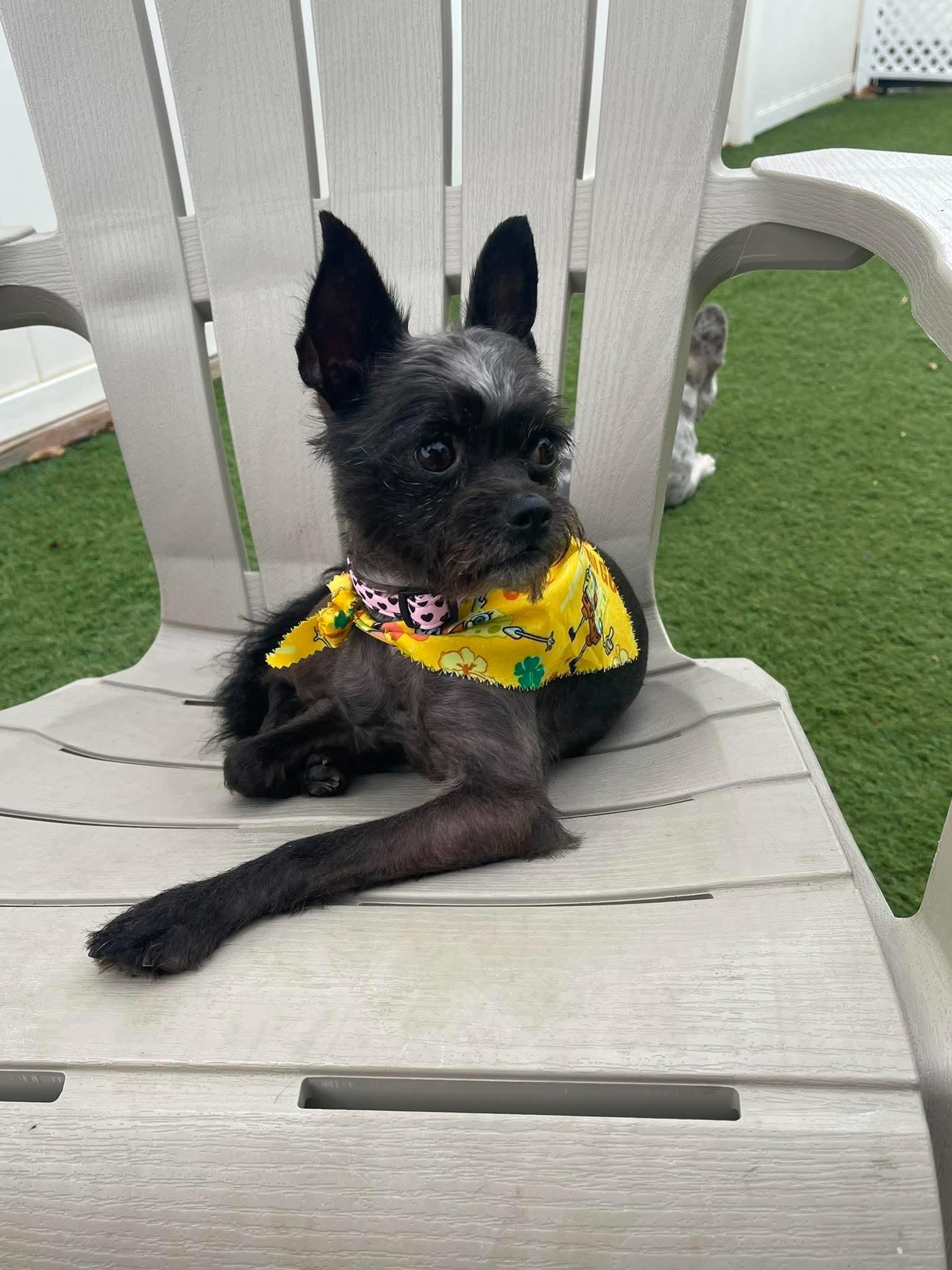 Coco, Adoptable, Young Female Affenpinscher & Cairn Terrier.