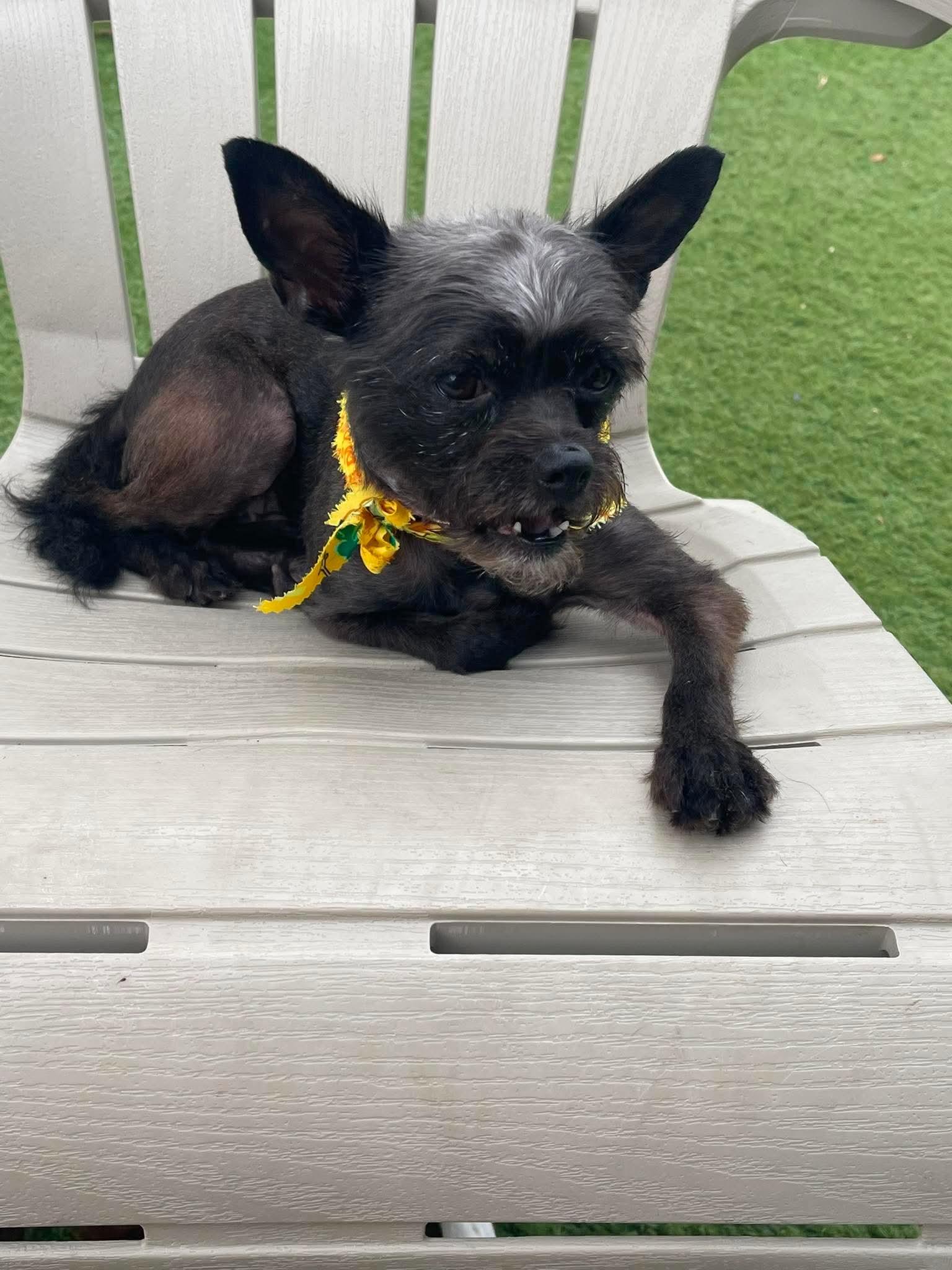 Enlarge Coco, a Adoptable mixed breed in Tarzana, CA image 6/6