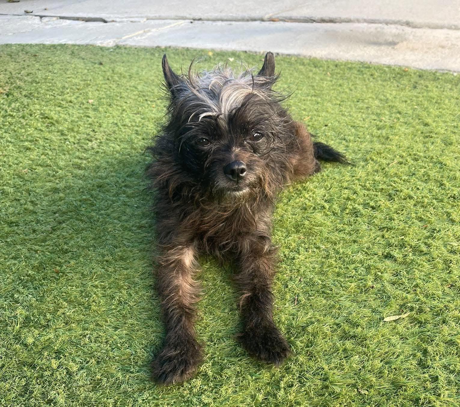 Enlarge Coco, a Adoptable mixed breed in Tarzana, CA image 5/6