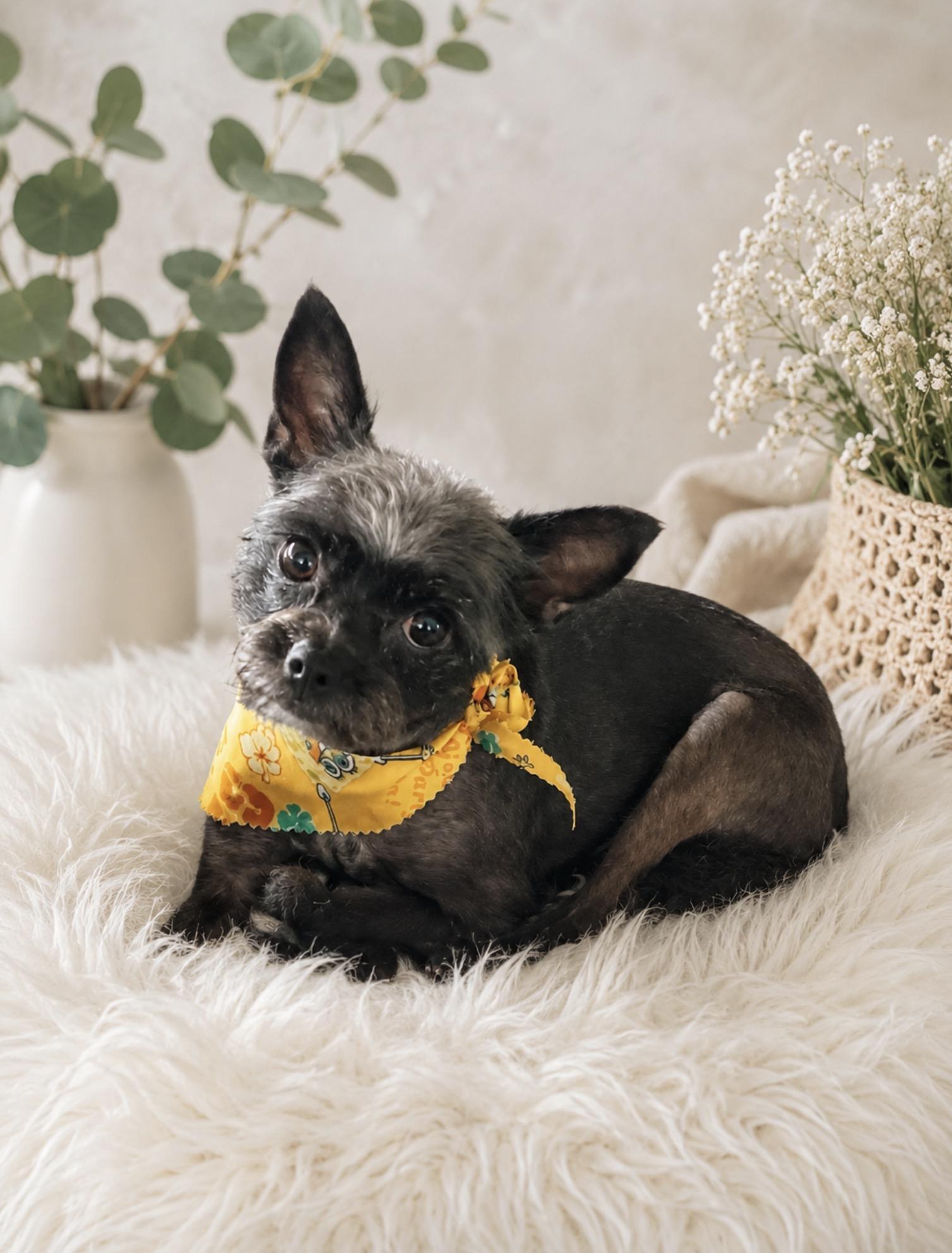 Enlarge Coco, a Adoptable mixed breed in Tarzana, CA image 3/6
