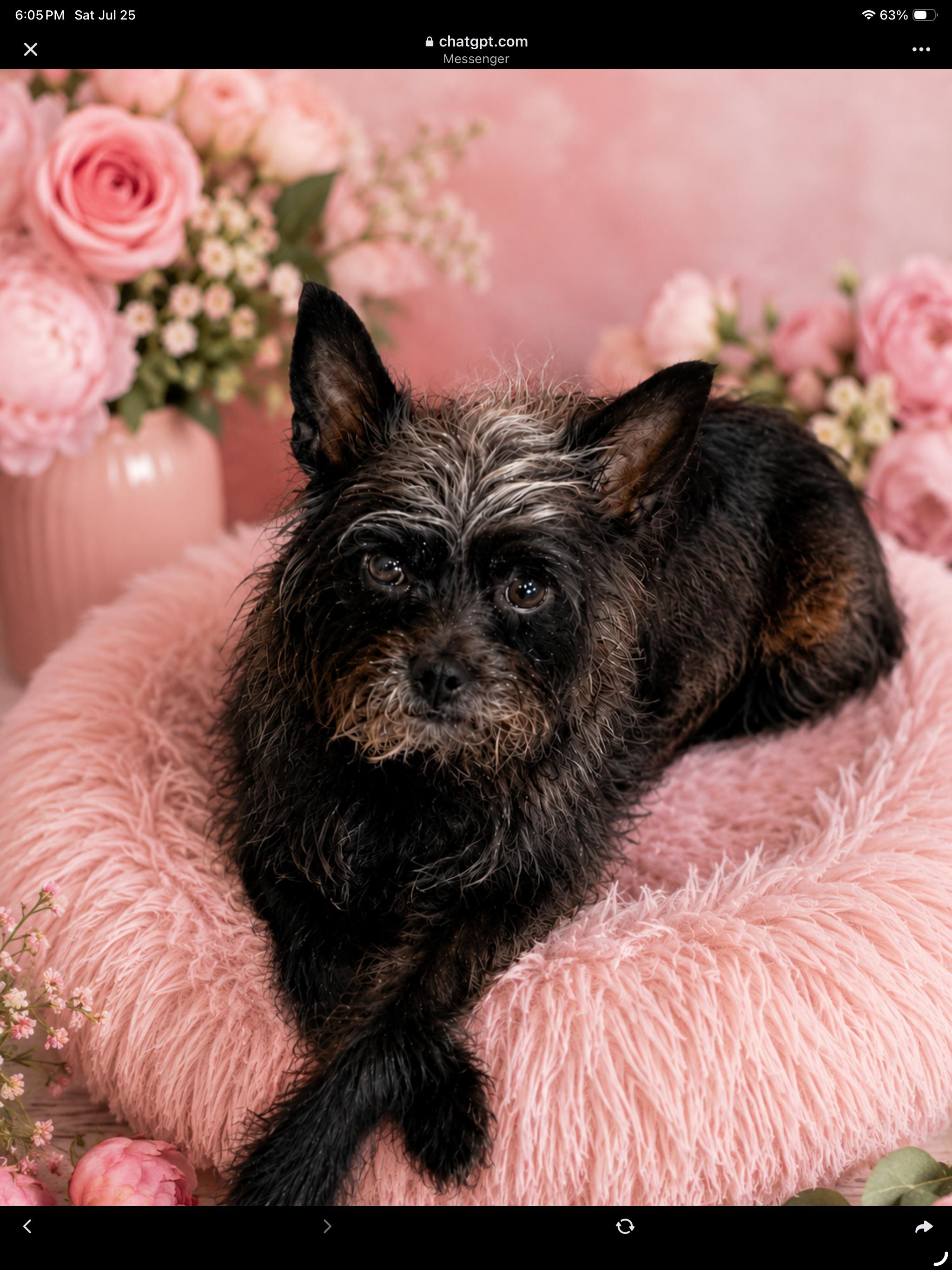 Enlarge Coco, a Adoptable mixed breed in Tarzana, CA image 2/6