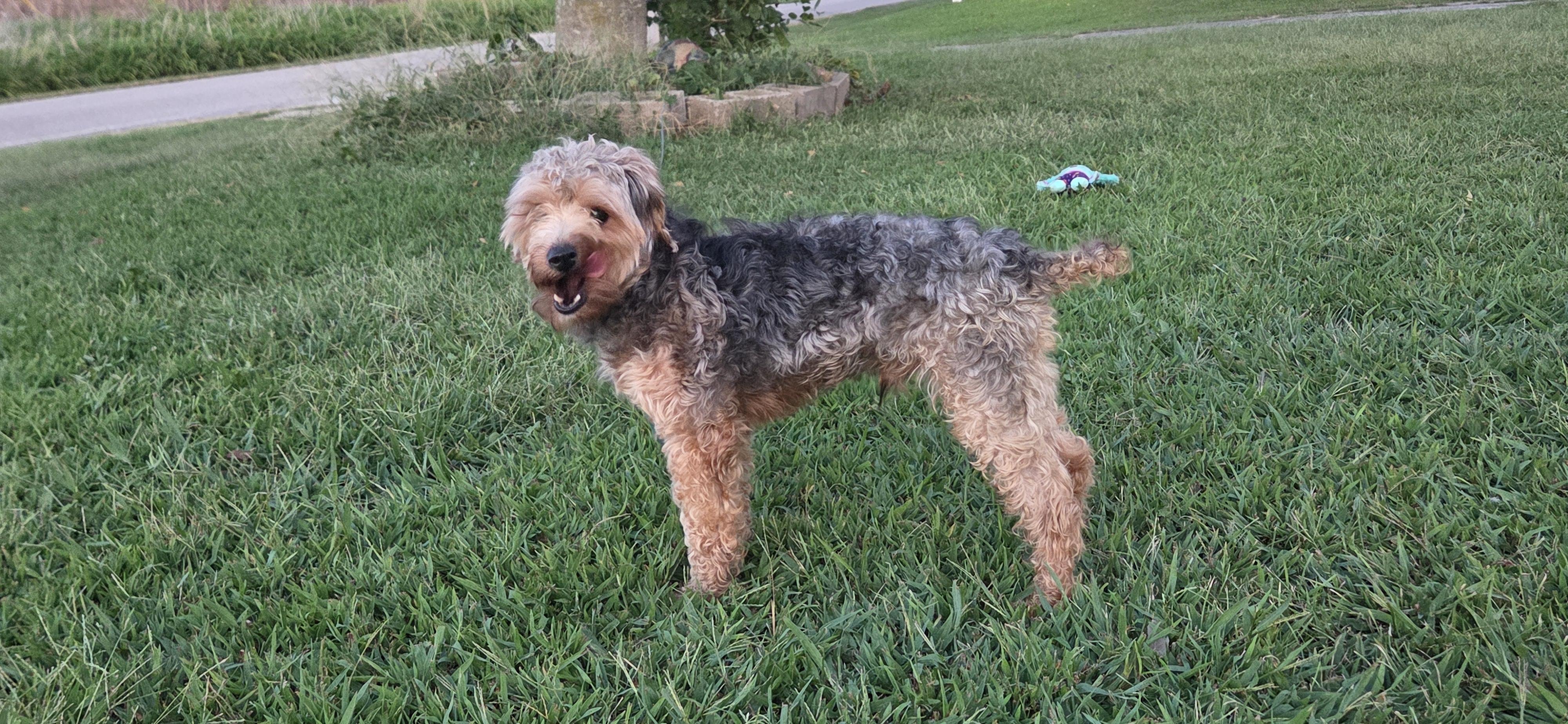 Enlarge Louie (Lulu), a Adoptable mixed breed in Evansville, IN image 2/3