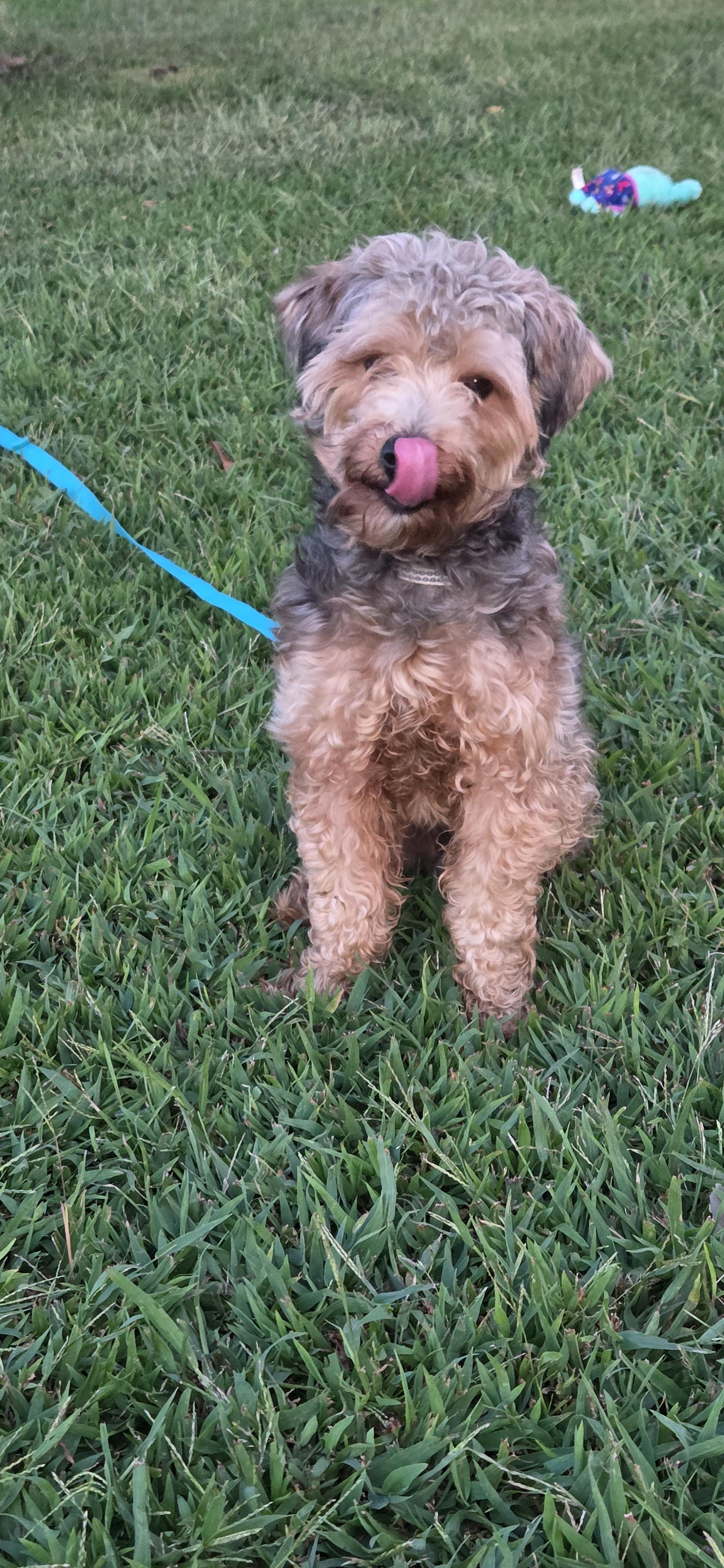 Enlarge Louie (Lulu), a Adoptable mixed breed in Evansville, IN image 3/3