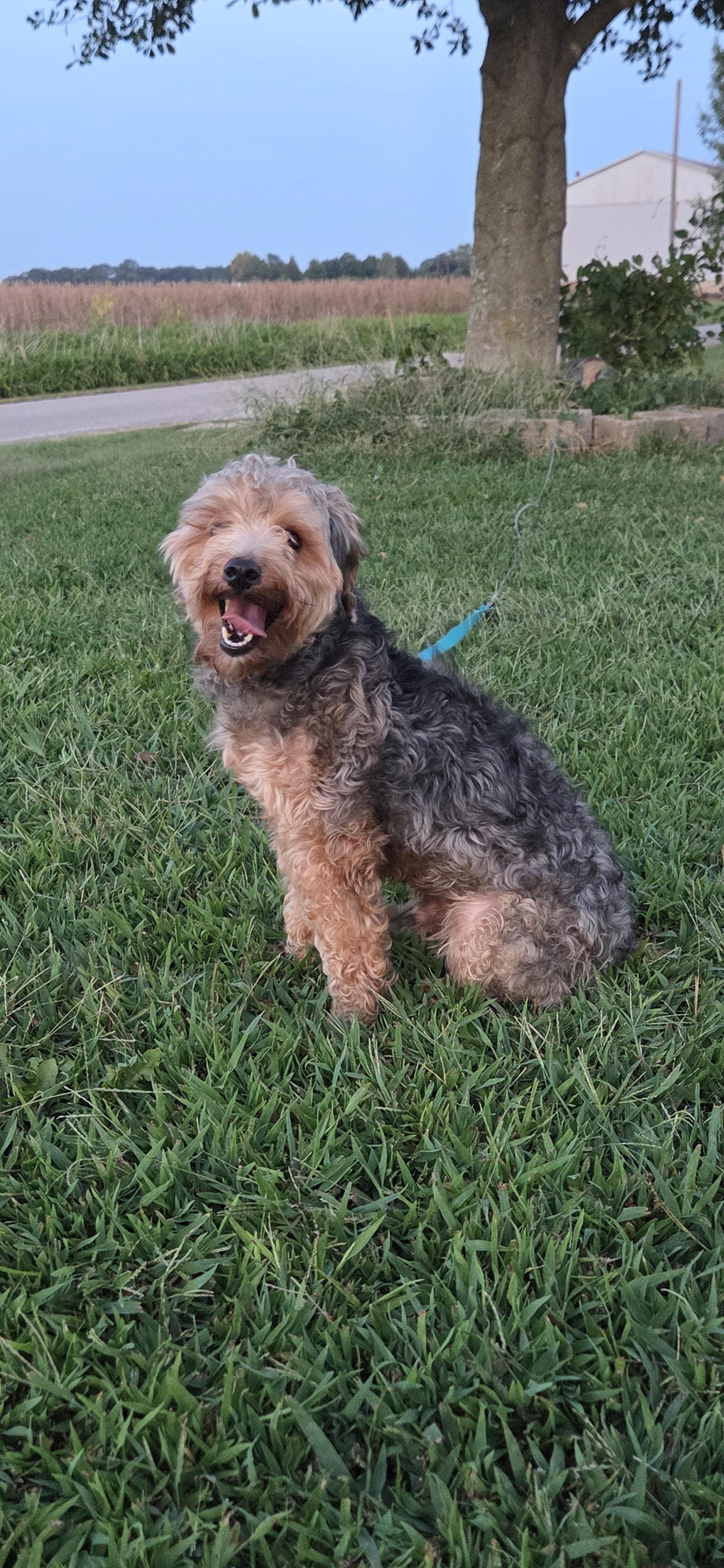 Louie (Lulu), Adoptable, Adult Male Yorkie Poo.