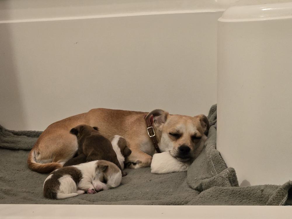 Wiggles, Adoptable, Adult Female Chihuahua & Pug.
