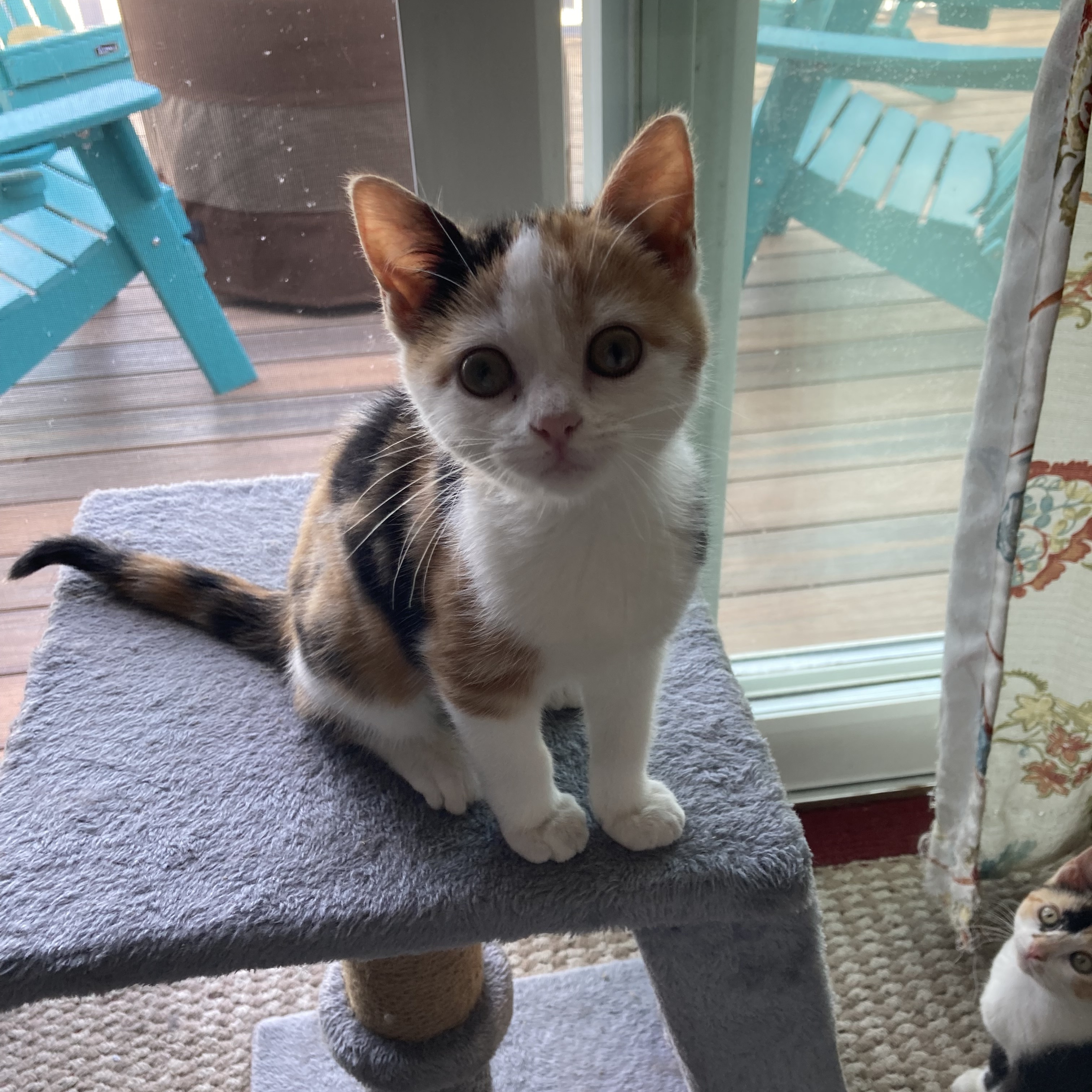 Cat for adoption Marcy, a Domestic Short Hair in Lacona, NY Petfinder