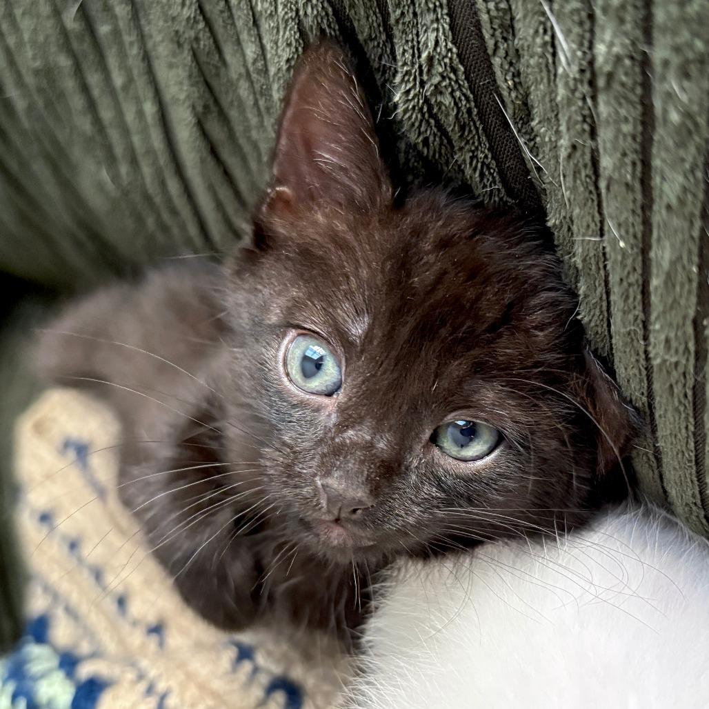 Enlarge Daisy, a Adoptable Domestic Short Hair in San Diego, CA image 2/3