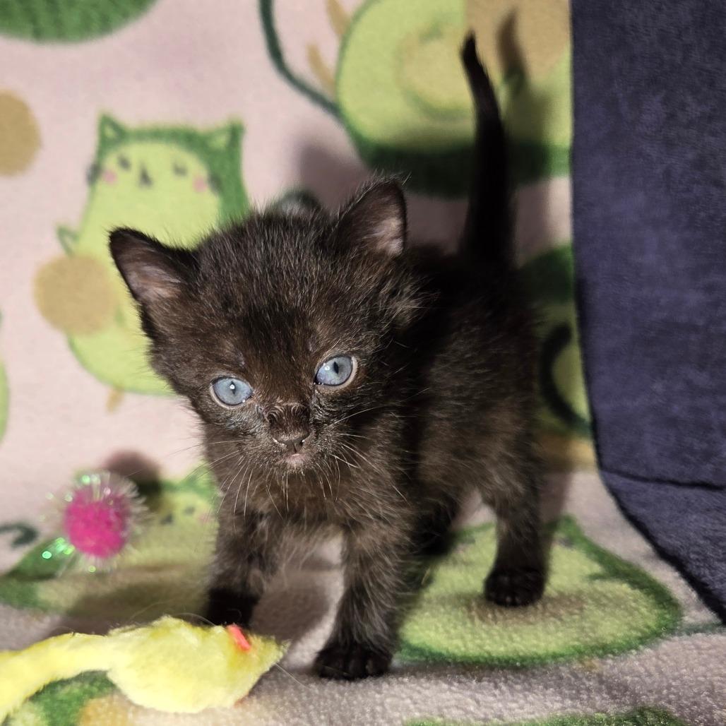 Enlarge Daisy, a Adoptable Domestic Short Hair in San Diego, CA image 3/3