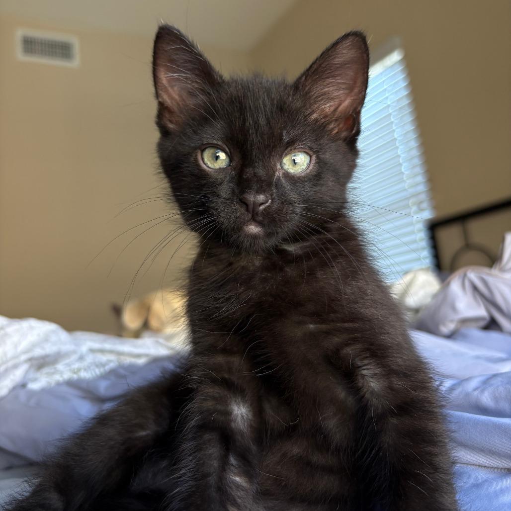 Enlarge Daisy, a Adoptable Domestic Short Hair in San Diego, CA image 1/3