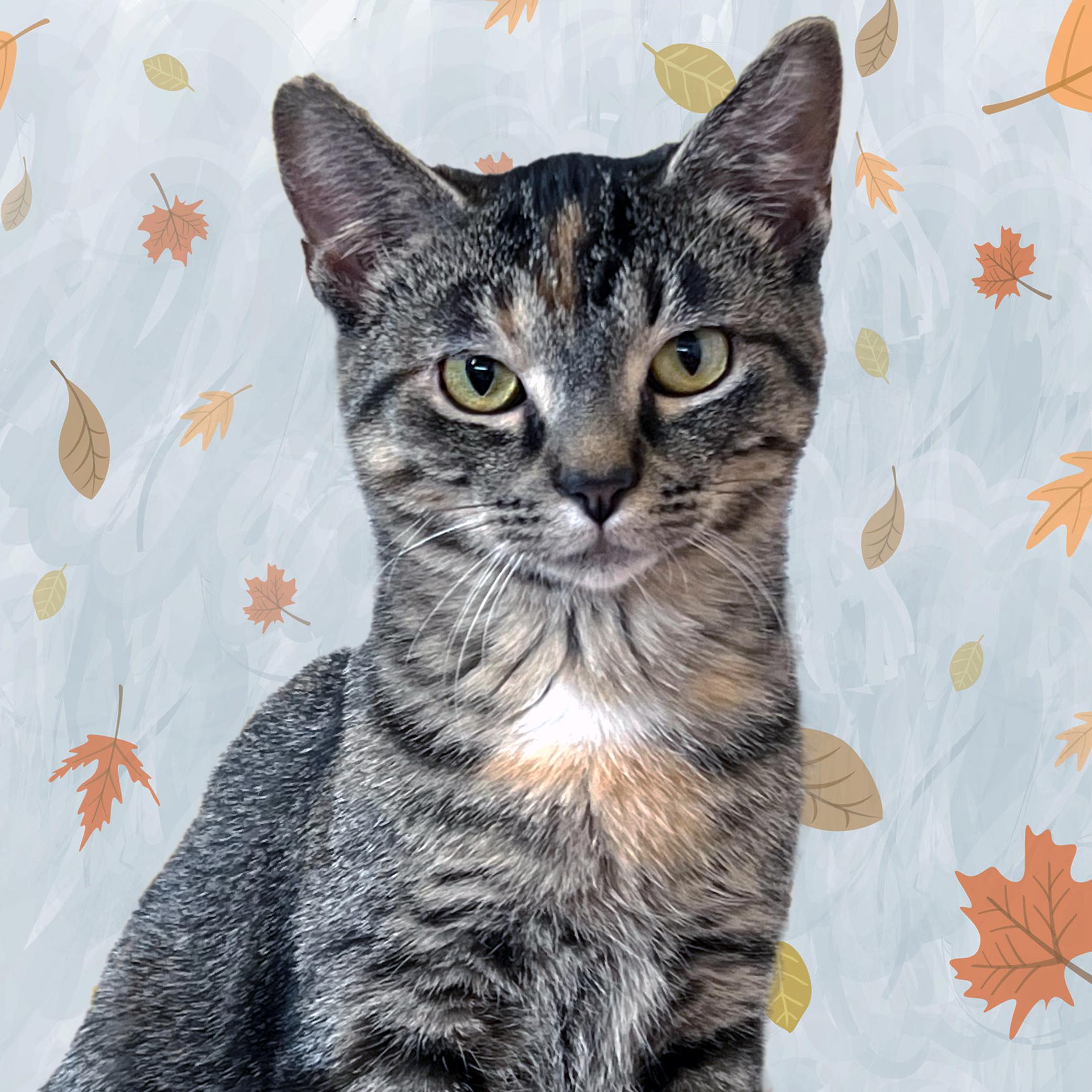 Enlarge Cholula , a ADOPTABLE Domestic Short Hair in St. Louis, MO image 1/1