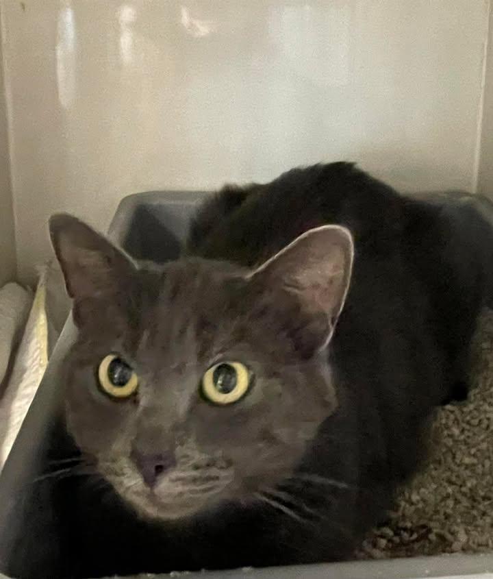 Blue, adopted, Adult Female Domestic Short Hair.