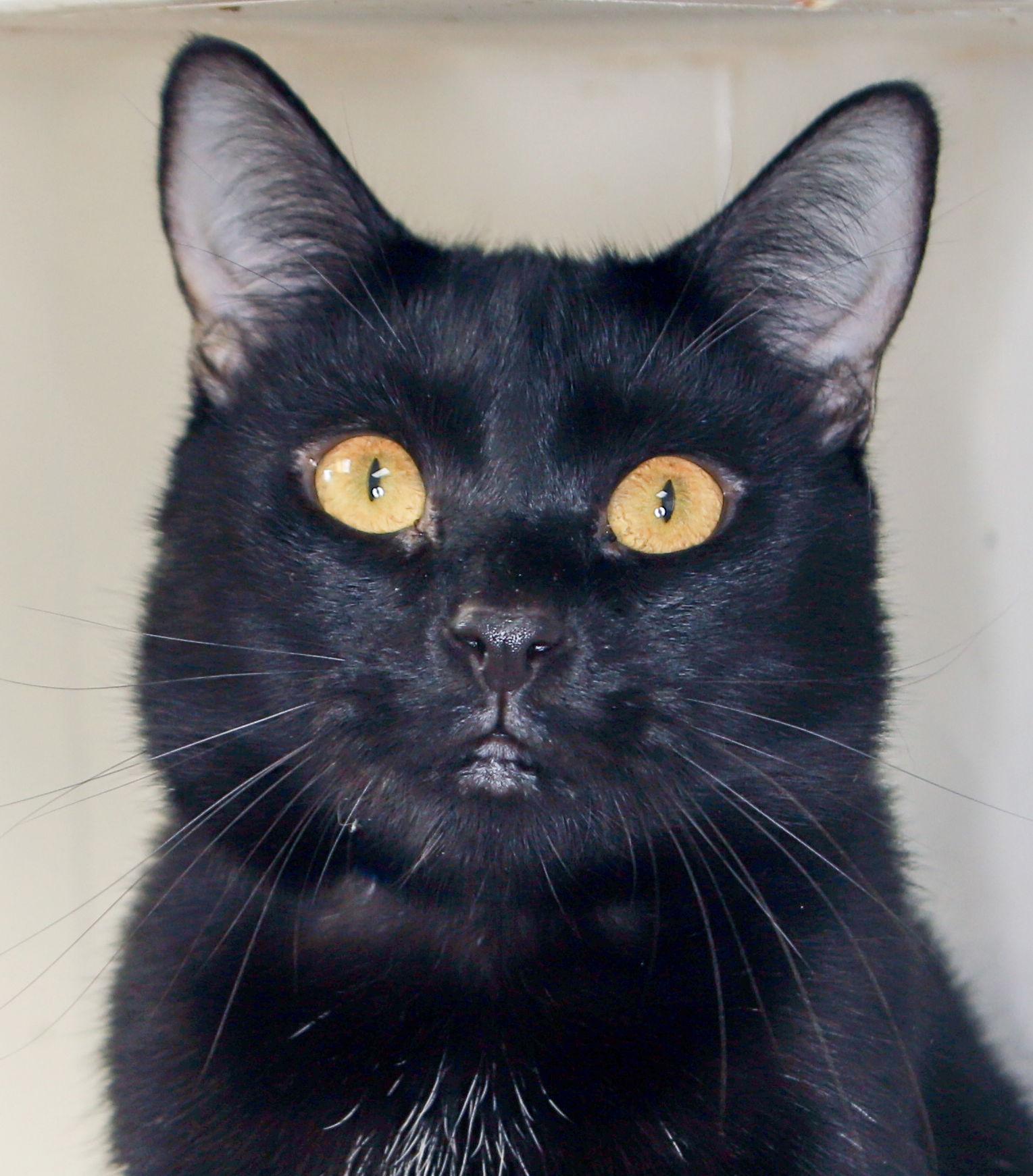 Tahalla - Center, Adoptable, Adult Female Bombay.