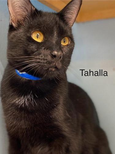 Tahalla - Center, a Adoptable Bombay in Oakland Park, FL image 2/3