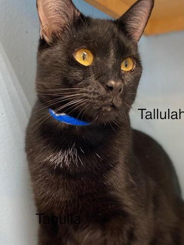 Tahalla - Center, Adoptable, Adult Female Bombay.