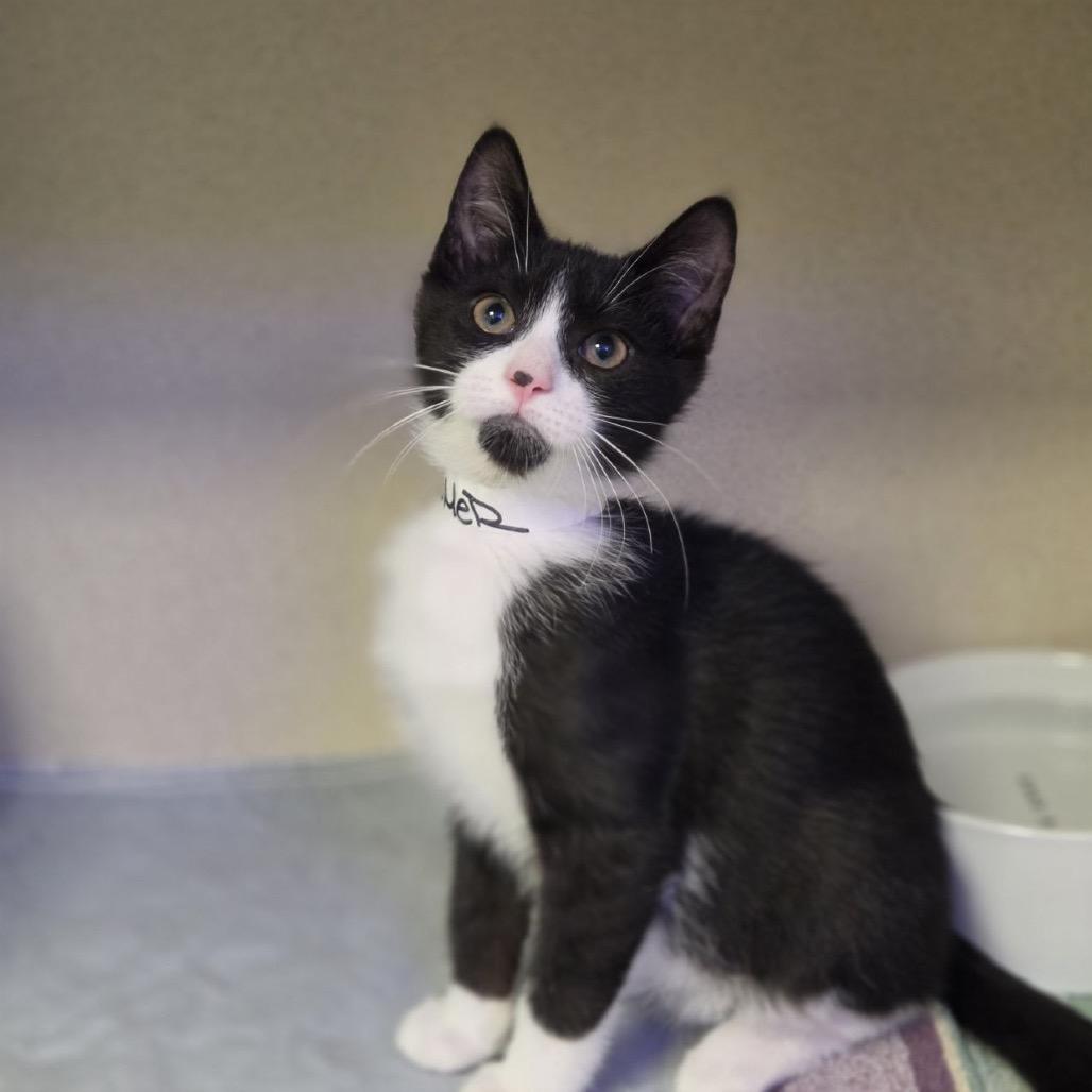 Boomer, Adoptable, Kitten Male Domestic Short Hair.