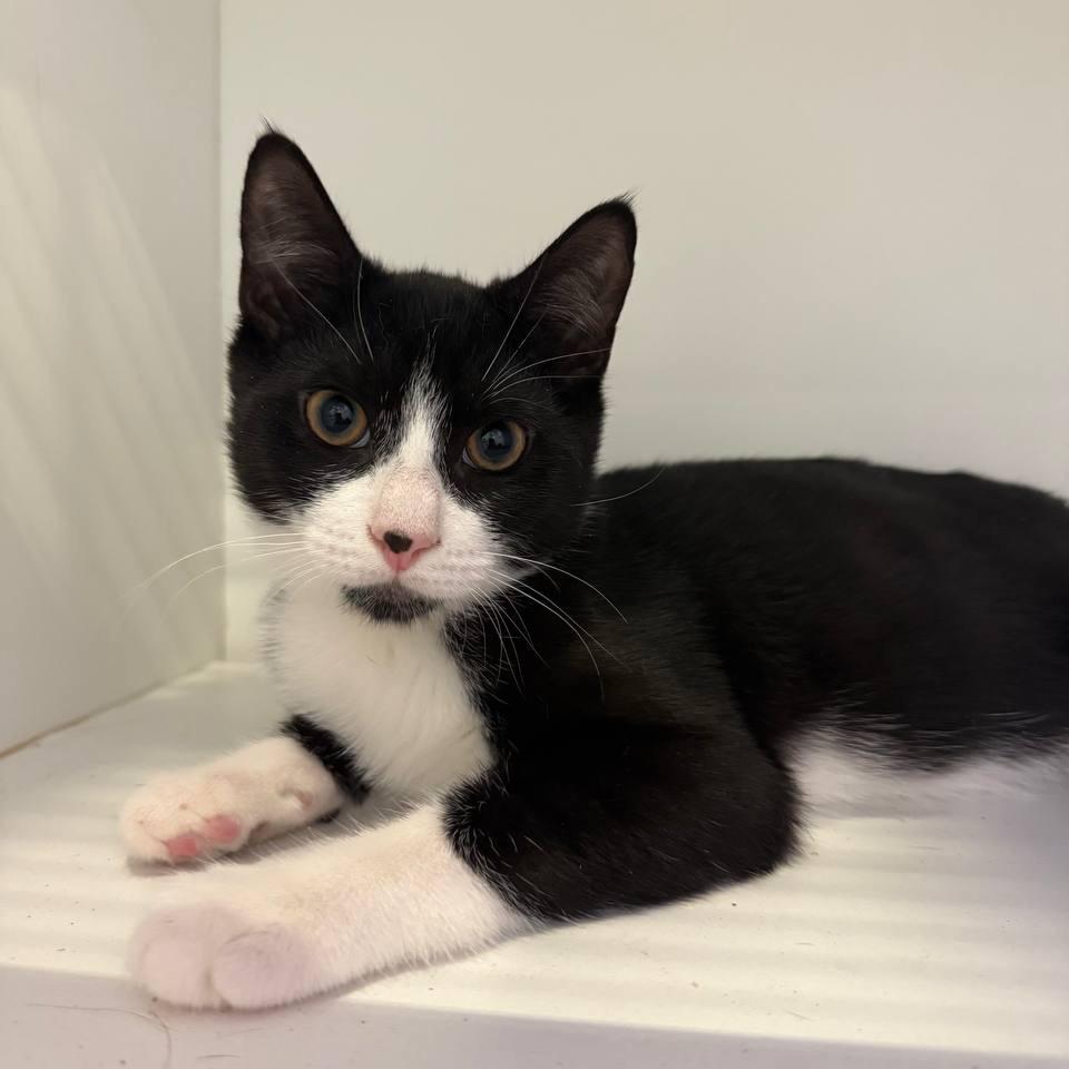 Enlarge Boomer, a Adoptable Domestic Short Hair in Wantagh, NY image 2/2