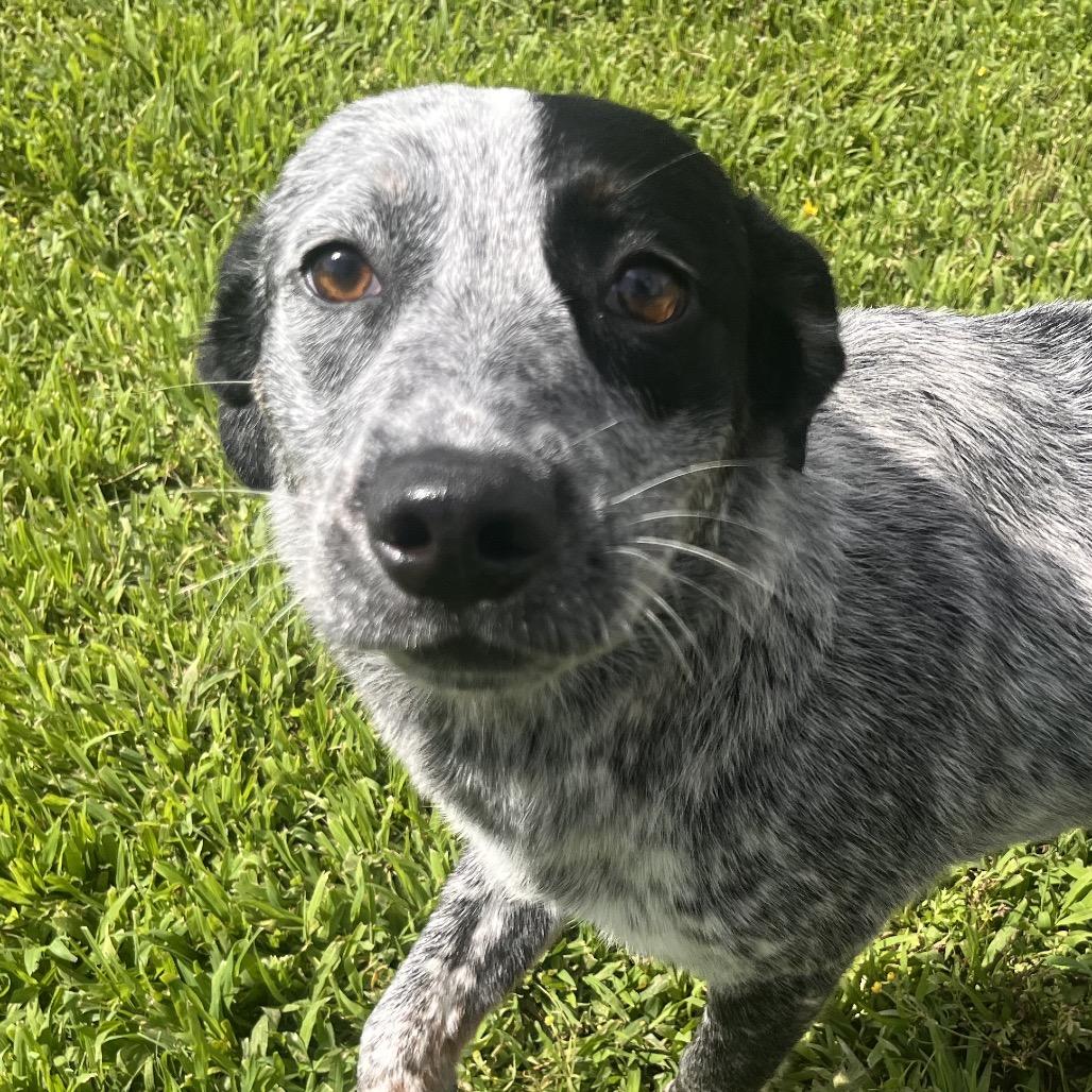 Macy, a Adoptable mixed breed in Clarksville, AR image 1/6