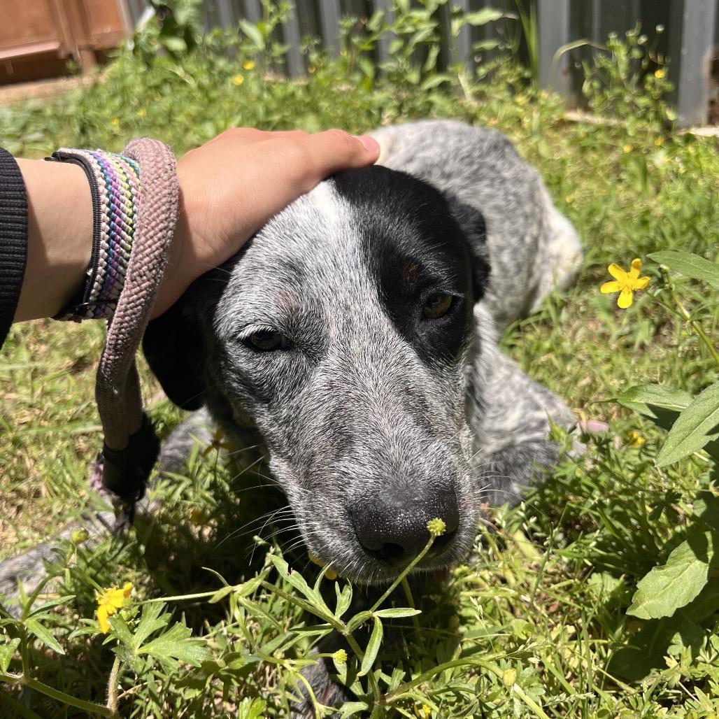 Macy, a Adoptable mixed breed in Clarksville, AR image 2/6