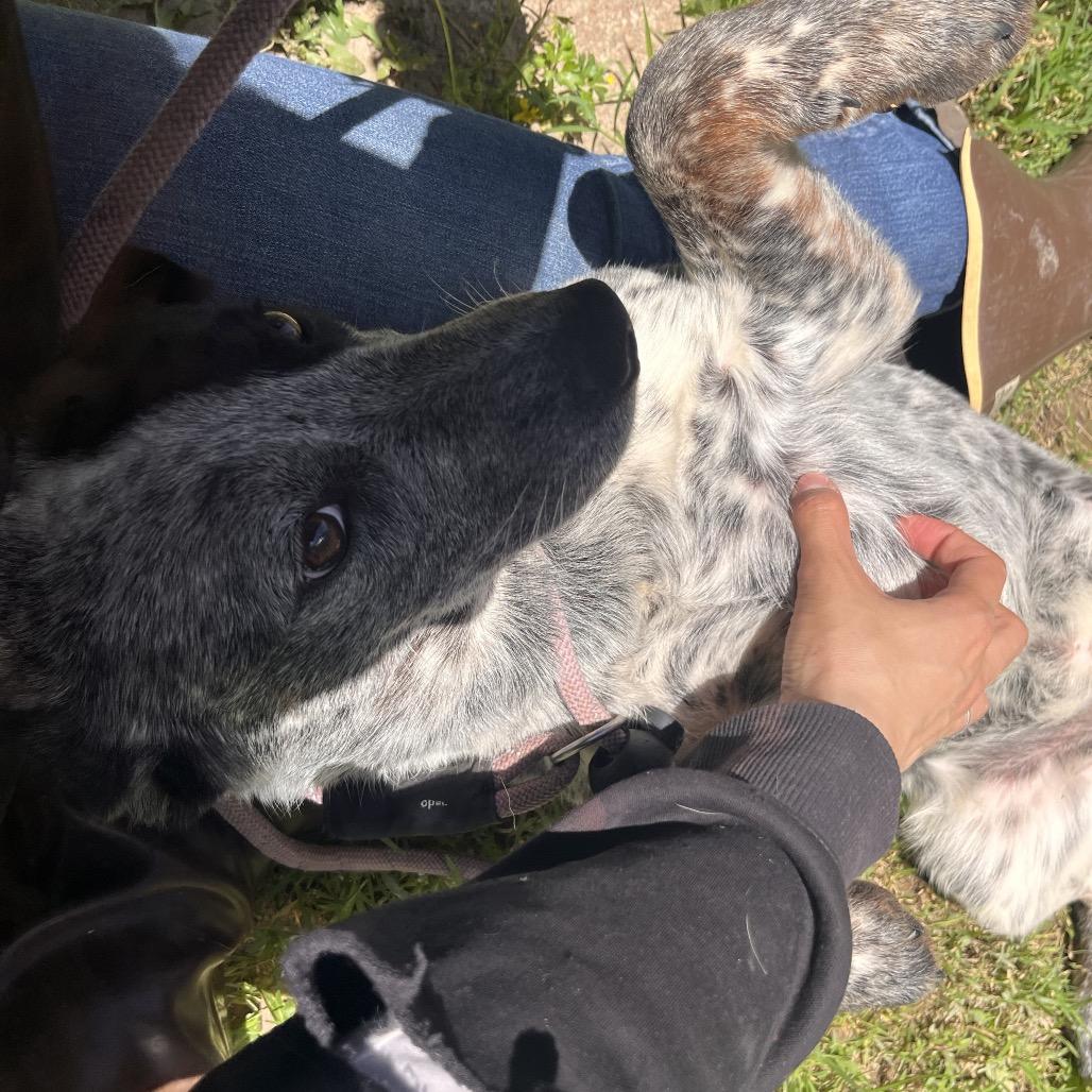 Macy, a Adoptable mixed breed in Clarksville, AR image 3/6