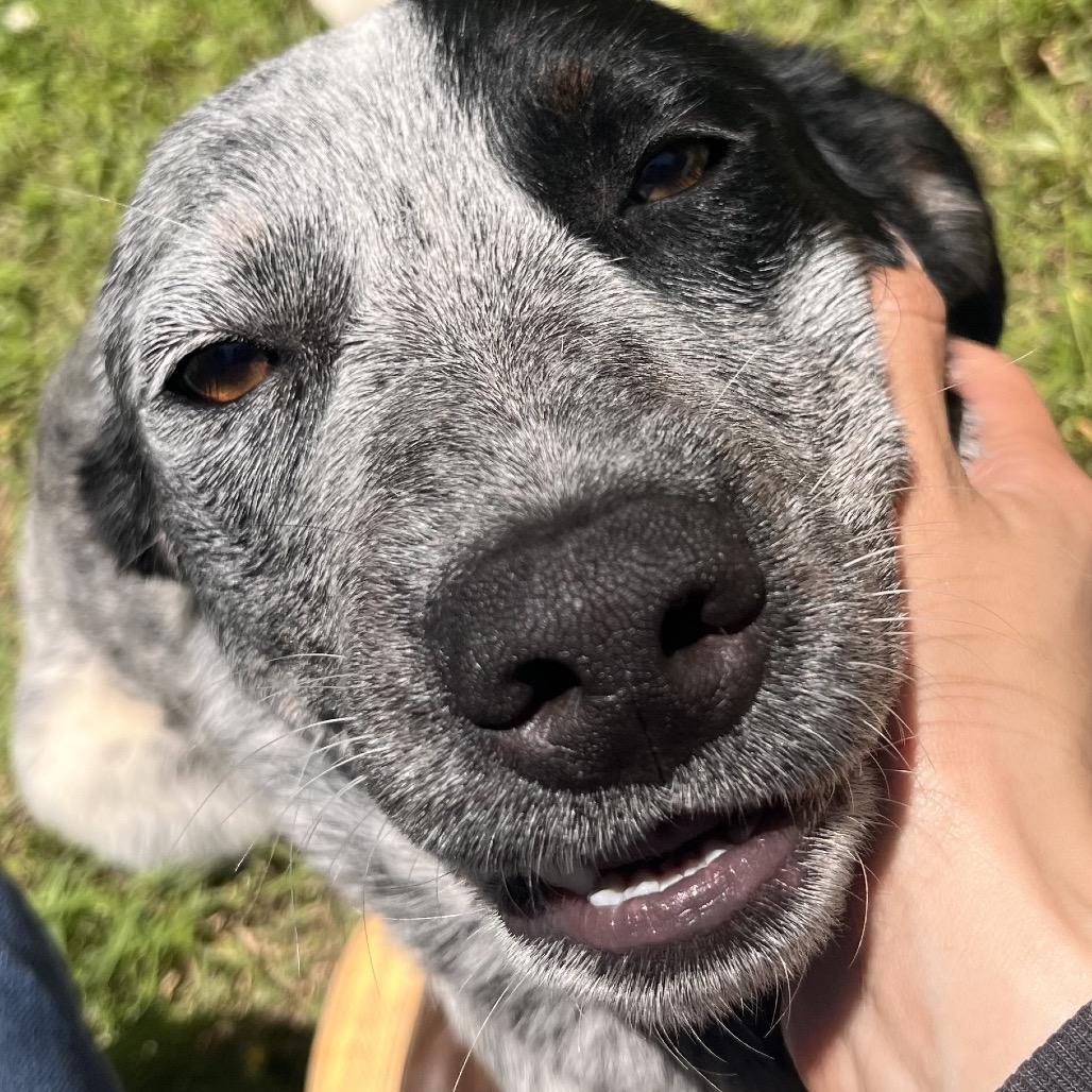 Macy, a Adoptable mixed breed in Clarksville, AR image 5/6