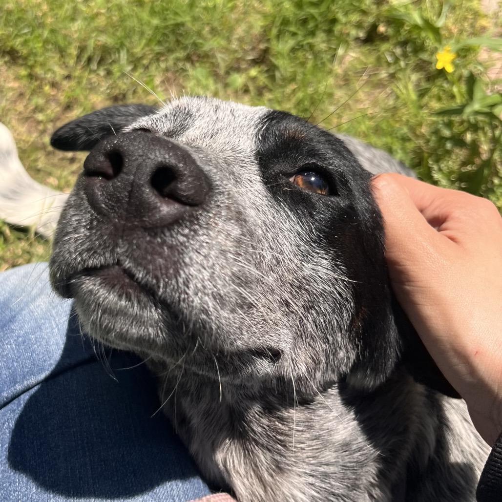 Macy, a Adoptable mixed breed in Clarksville, AR image 6/6