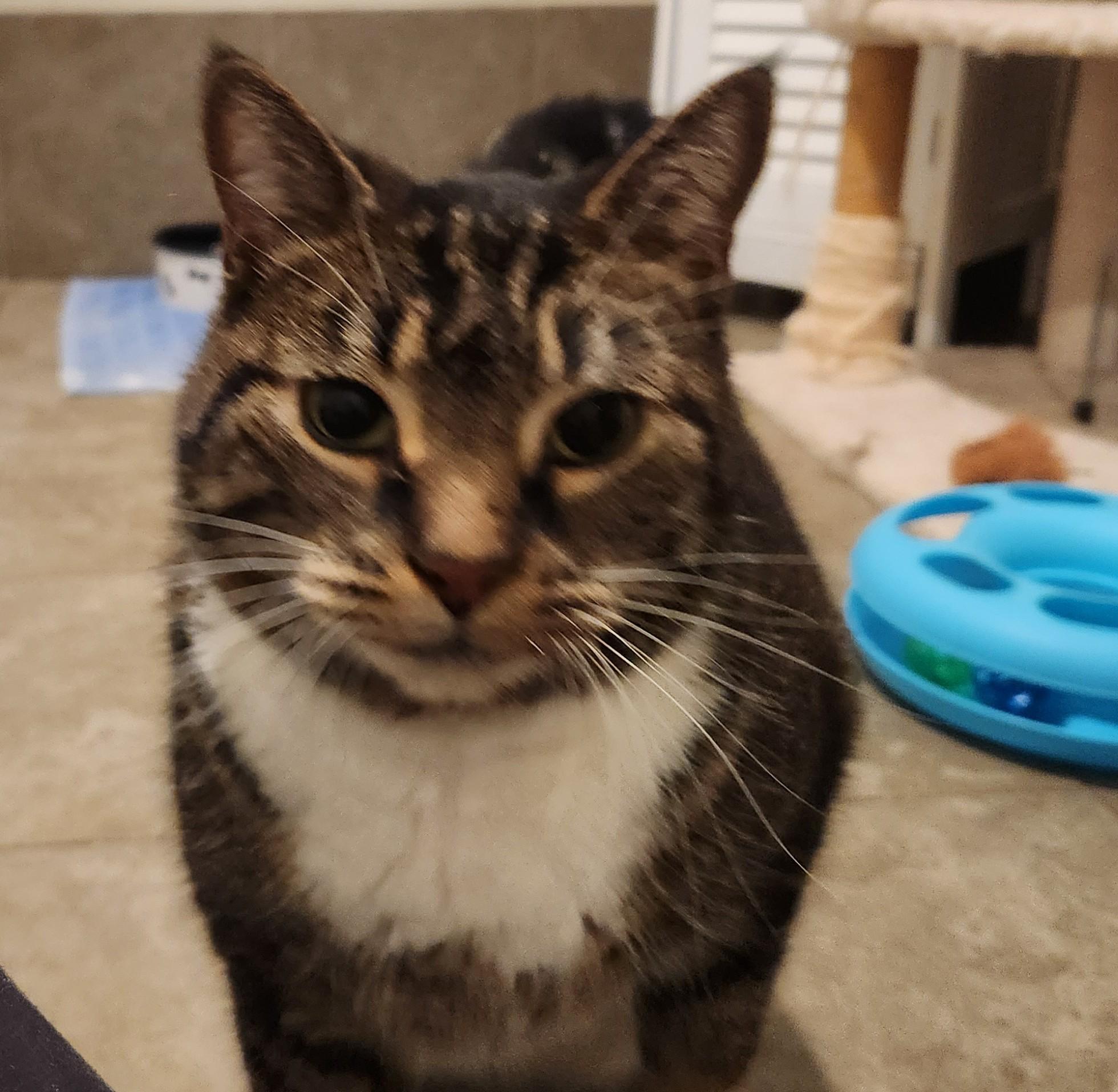 Buddy, Adoptable, Senior Male Domestic Short Hair.