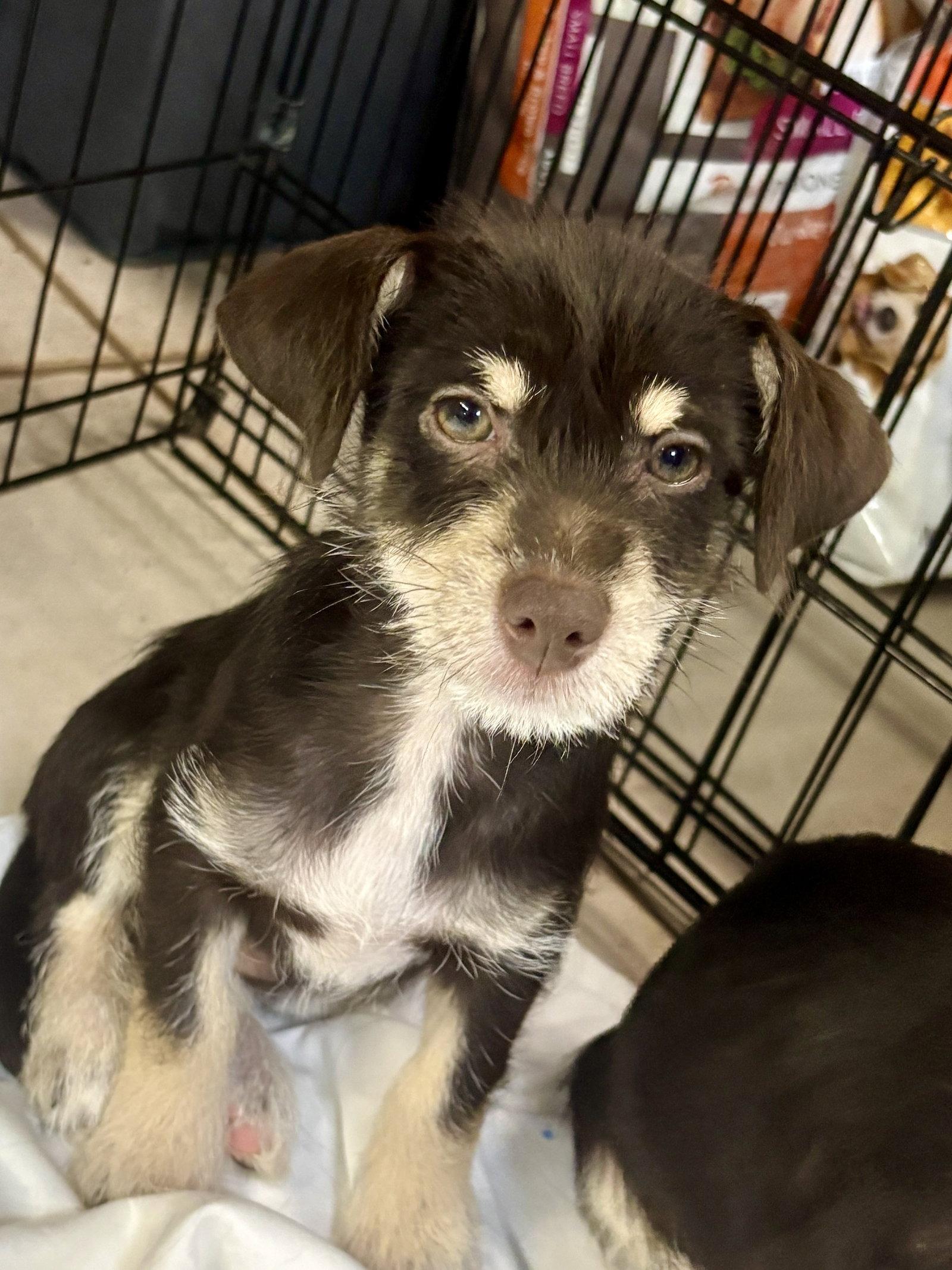 TAYLOR, Adopted, Puppy Male Schnauzer.