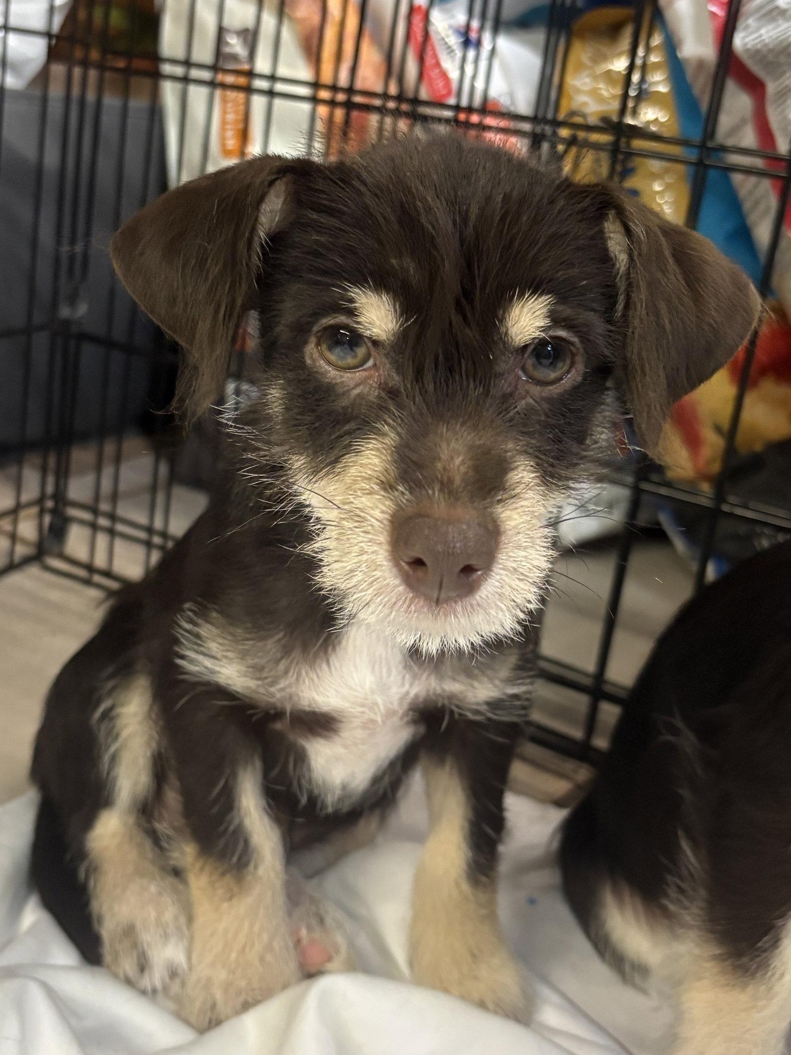 Enlarge TAYLOR, a Adopted Schnauzer in Margate, FL image 2/3