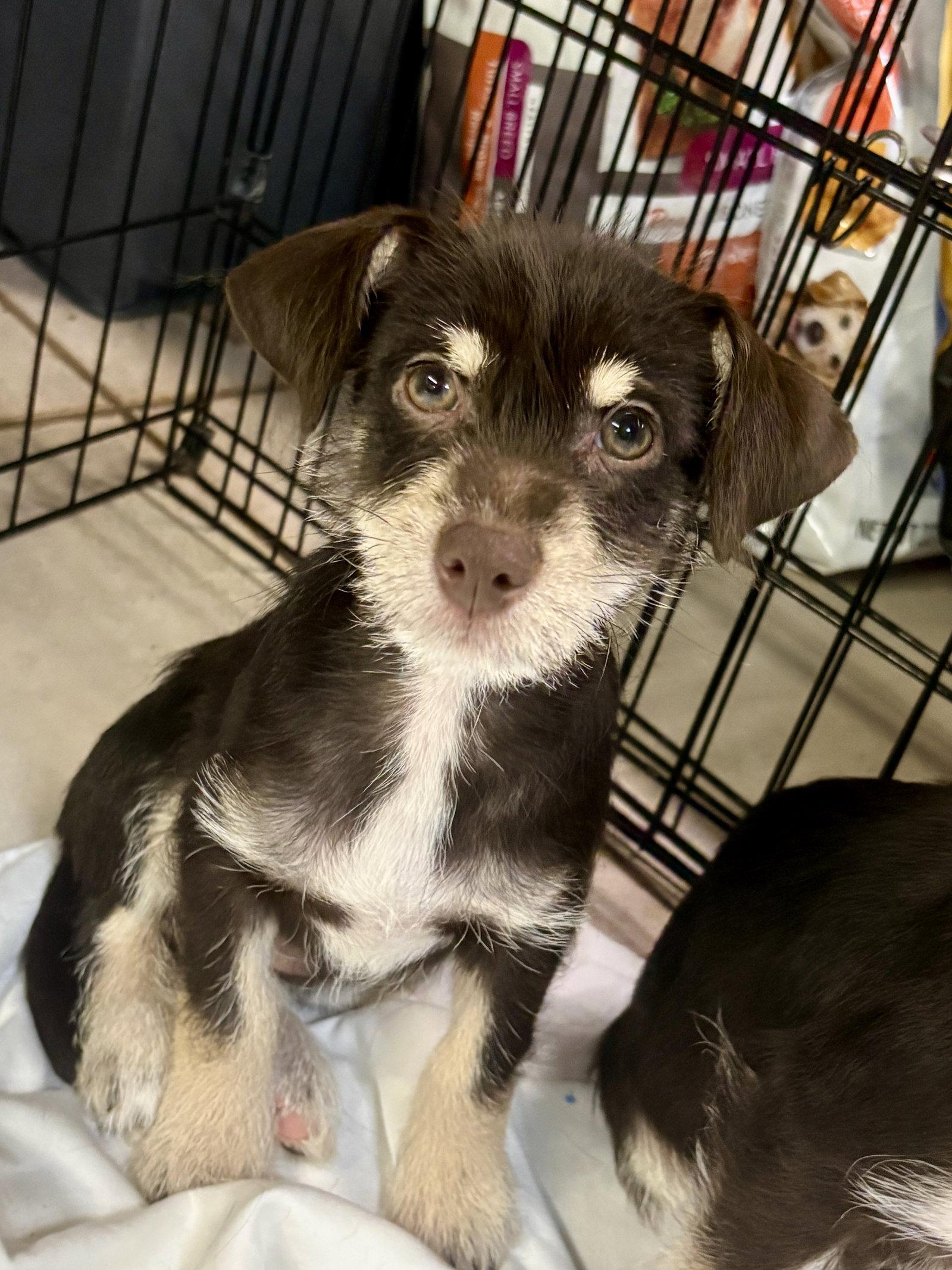 Enlarge TAYLOR, a Adopted Schnauzer in Margate, FL image 3/3