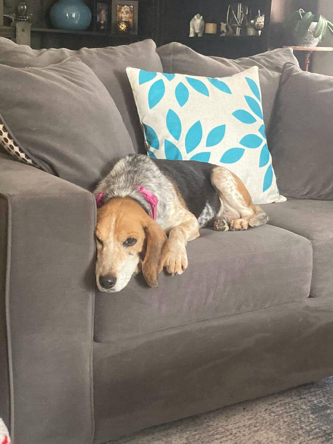 Enlarge Molly, a ADOPTABLE Beagle in Markham, ON image 4/5
