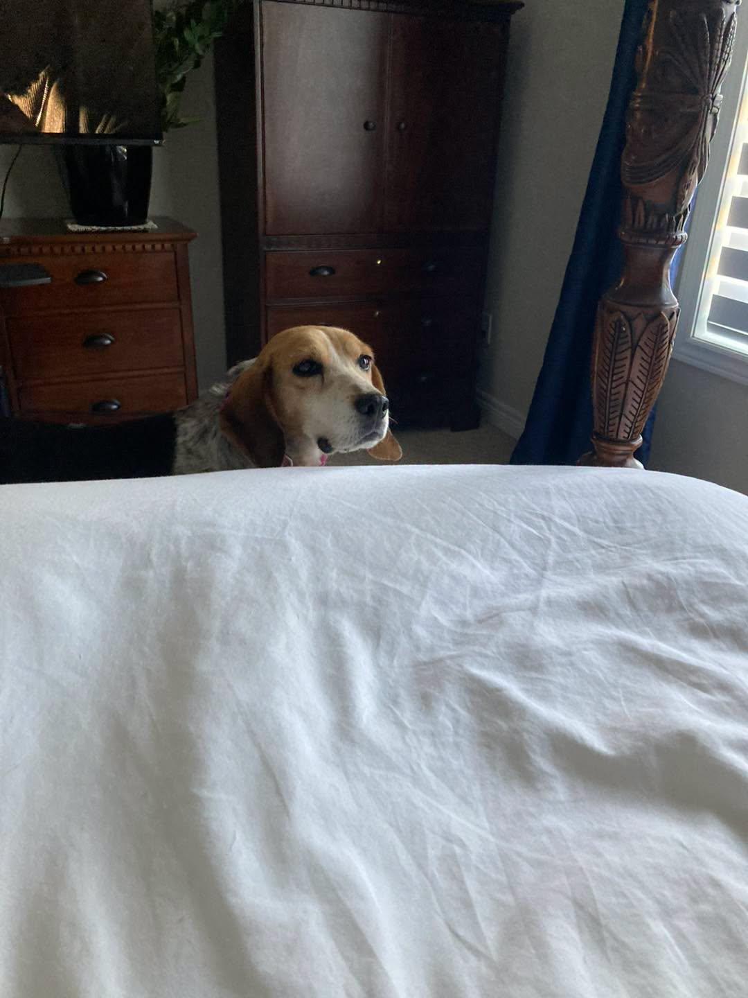 Enlarge Molly, a ADOPTABLE Beagle in Markham, ON image 3/5