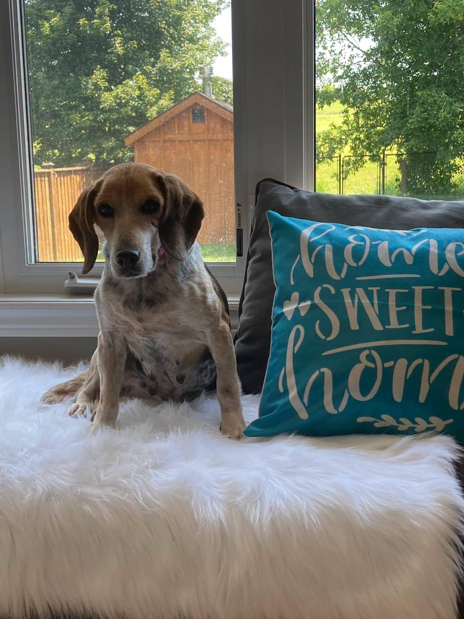 Enlarge Molly, a ADOPTABLE Beagle in Markham, ON image 5/5