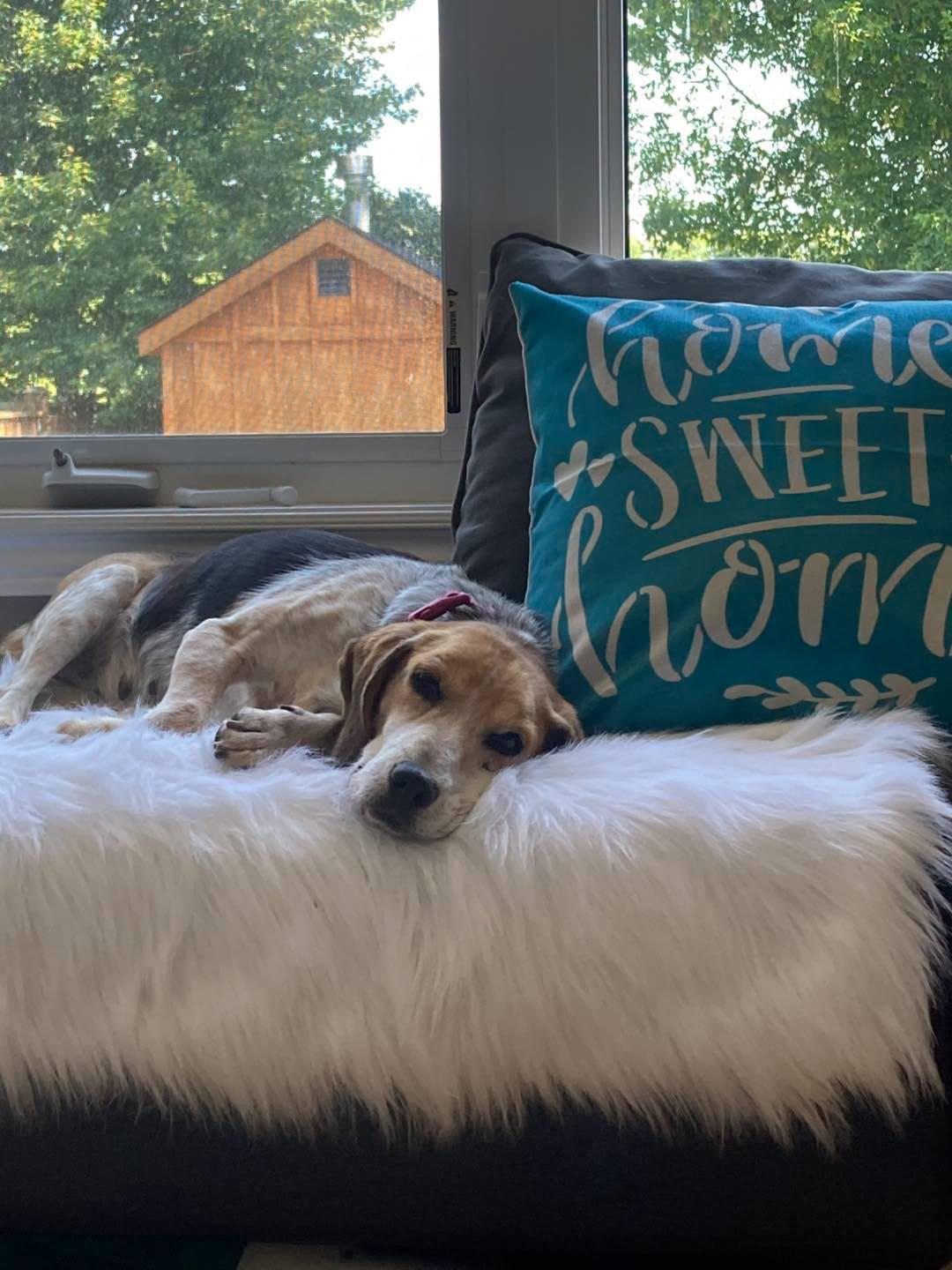 Enlarge Molly, a ADOPTABLE Beagle in Markham, ON image 2/5