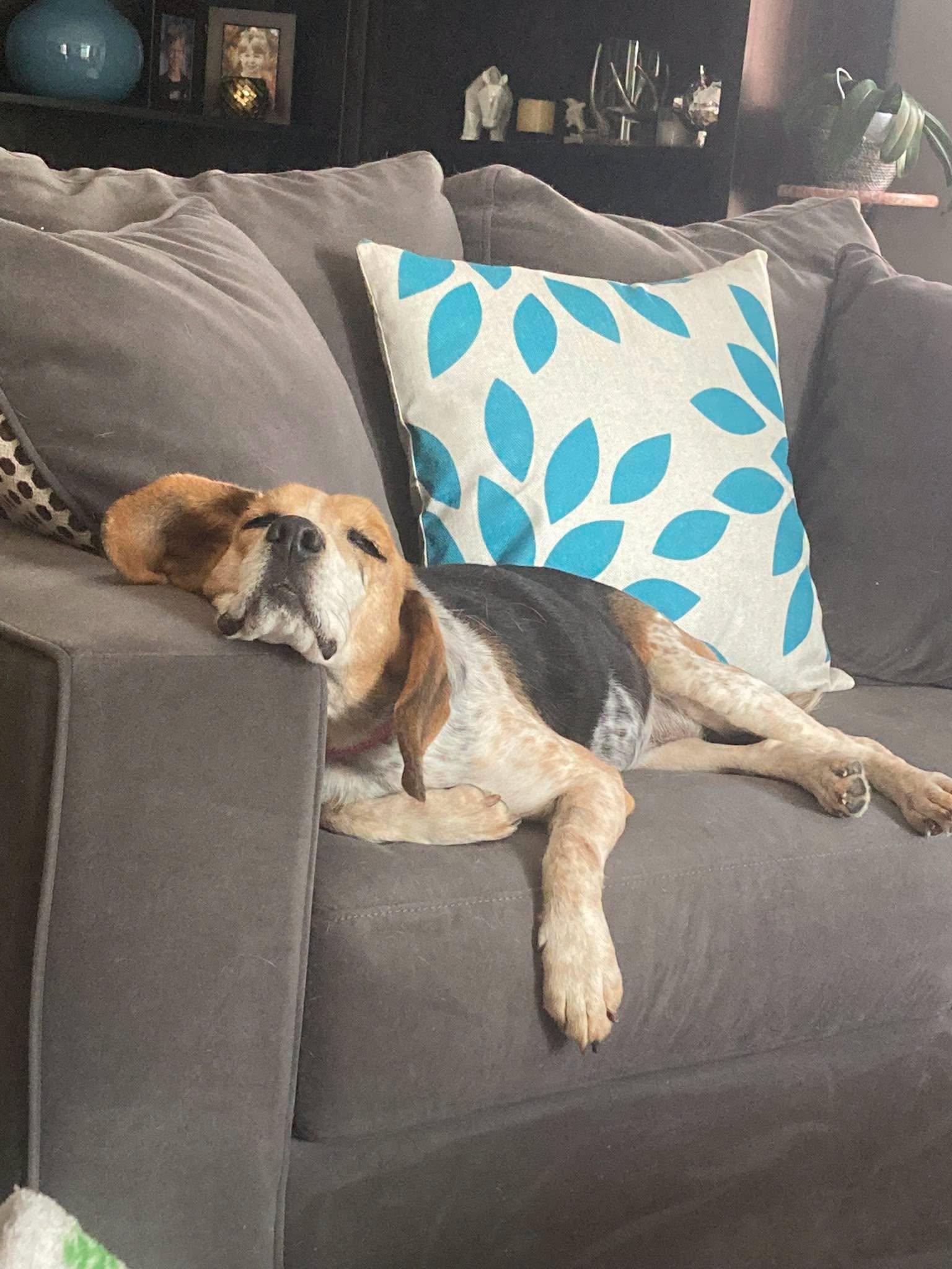 Molly, ADOPTABLE, Senior Female Beagle.