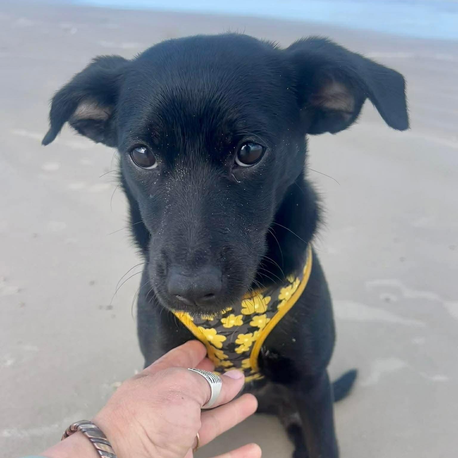 Boba, Adoptable, Puppy Female Terrier.