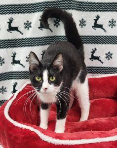 Enlarge Lilly, a ADOPTABLE Domestic Short Hair in Bucyrus, OH image 1/3