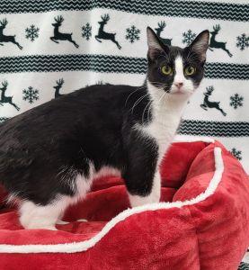 Enlarge Lilly, a ADOPTABLE Domestic Short Hair in Bucyrus, OH image 2/3
