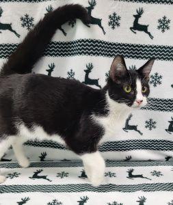 Enlarge Lilly, a ADOPTABLE Domestic Short Hair in Bucyrus, OH image 3/3