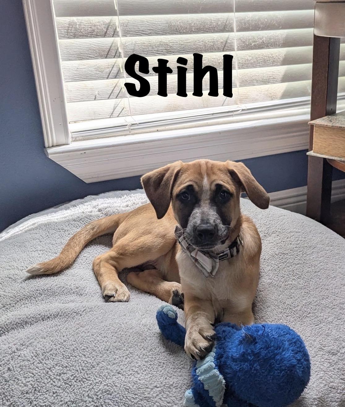 Stihl, Adoptable, Puppy Male Terrier.