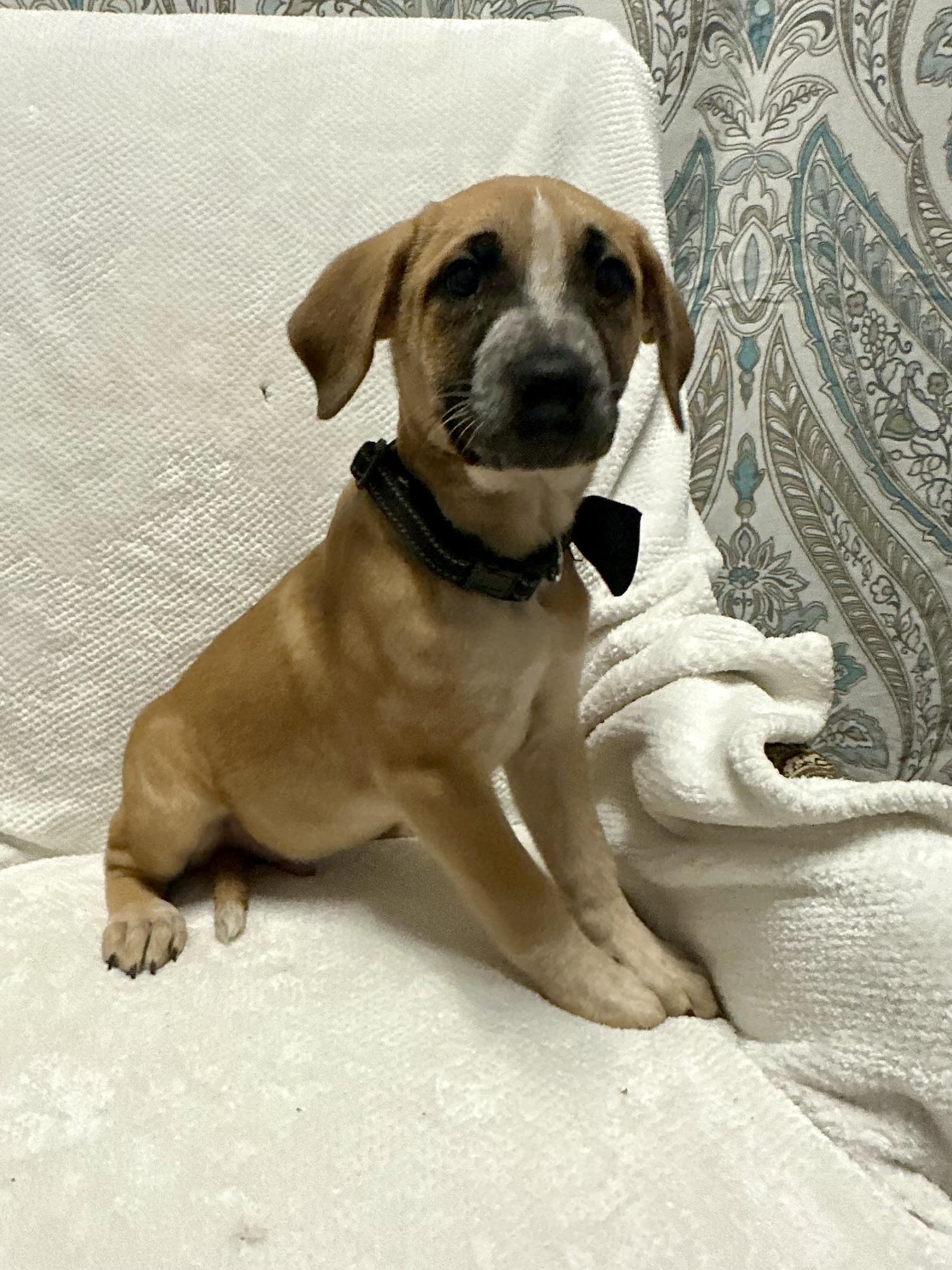 Enlarge Stihl, a Adoptable mixed breed in Walker, LA image 3/4
