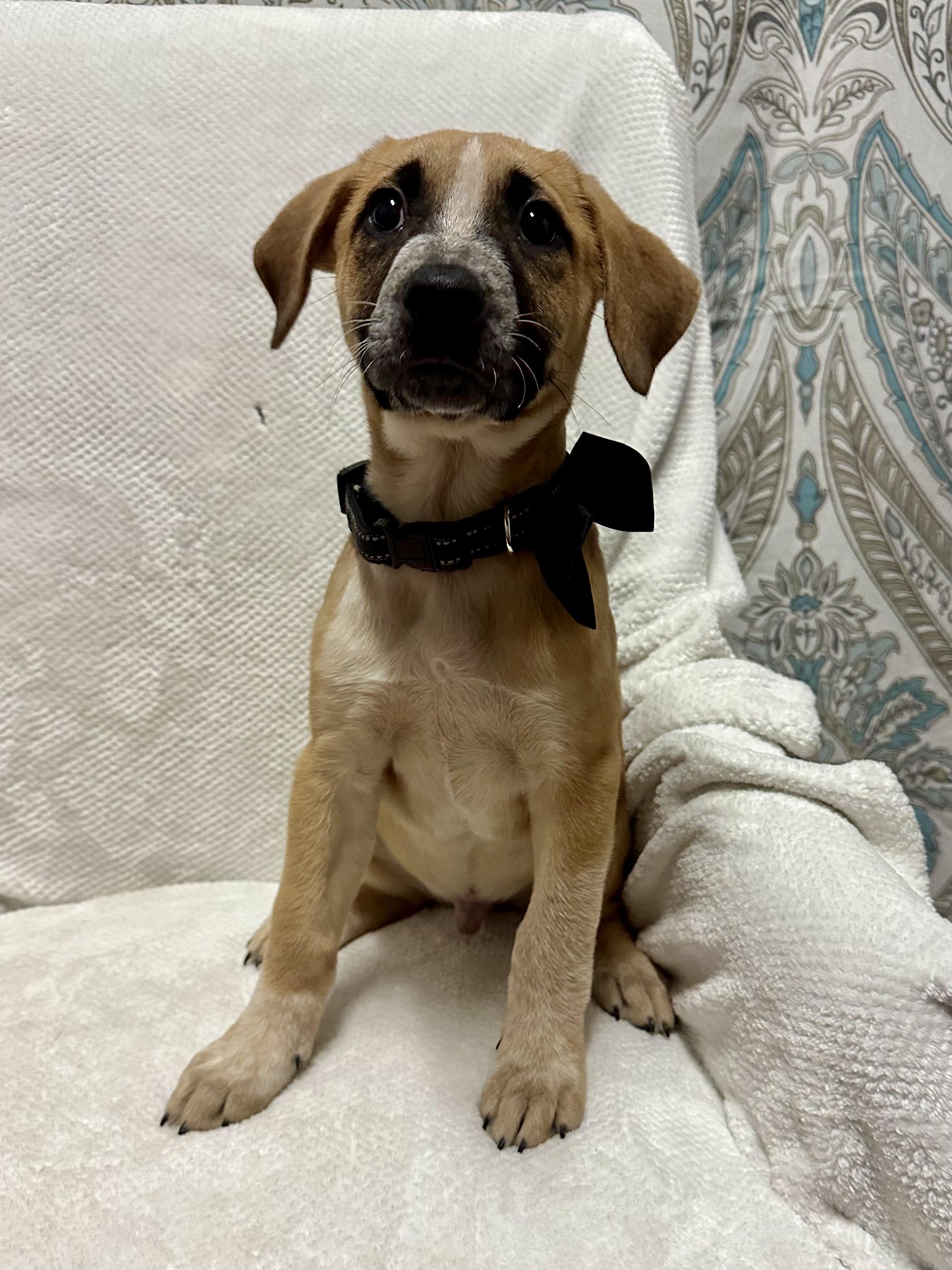 Enlarge Stihl, a Adoptable mixed breed in Walker, LA image 2/4