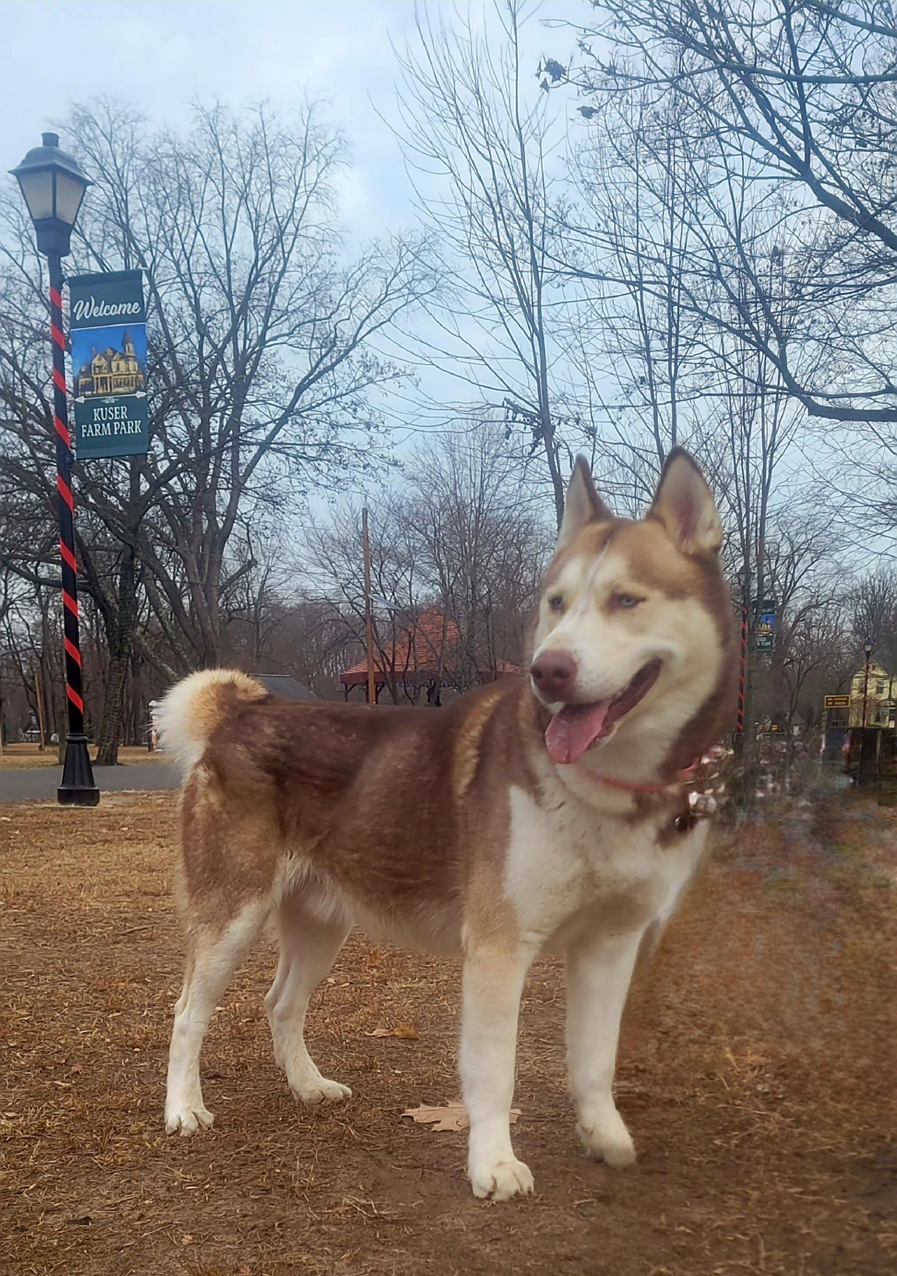 🚨 FOSTER NEEDED – Help Dude Find a Break from the Shelter 🚨, ADOPTABLE, Adult Male Husky.