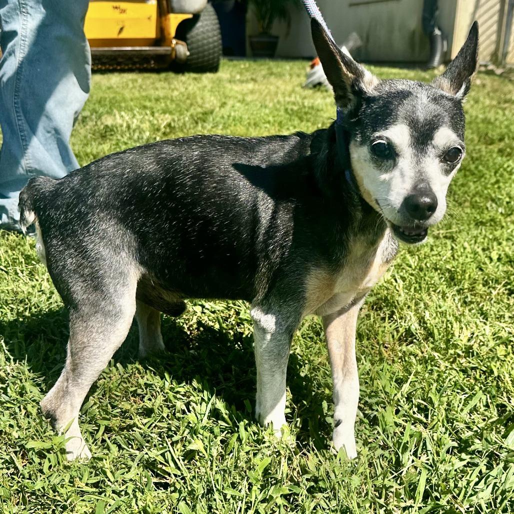 Enlarge Don, a Adoptable mixed breed in Warrensburg, MO image 1/1