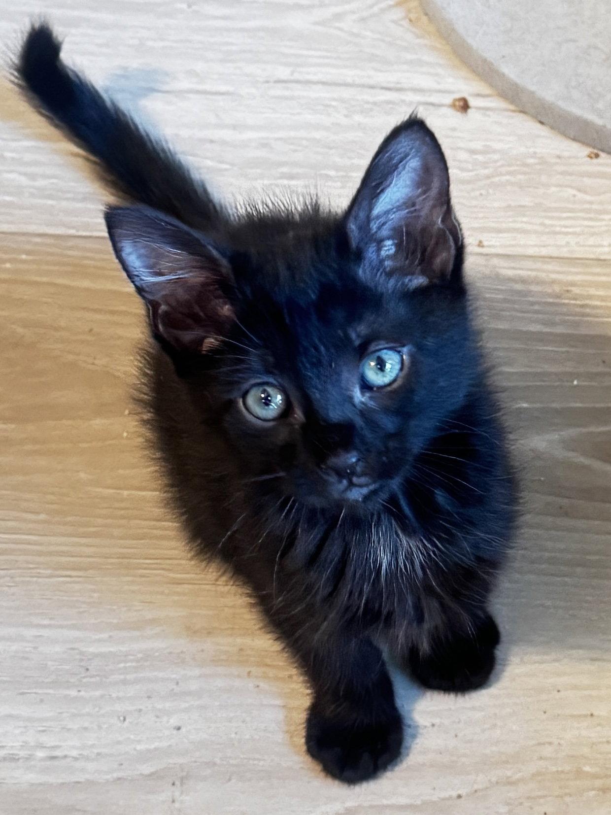 Spruce, a Adoptable Domestic Medium Hair in Seal Beach, CA image 1/3