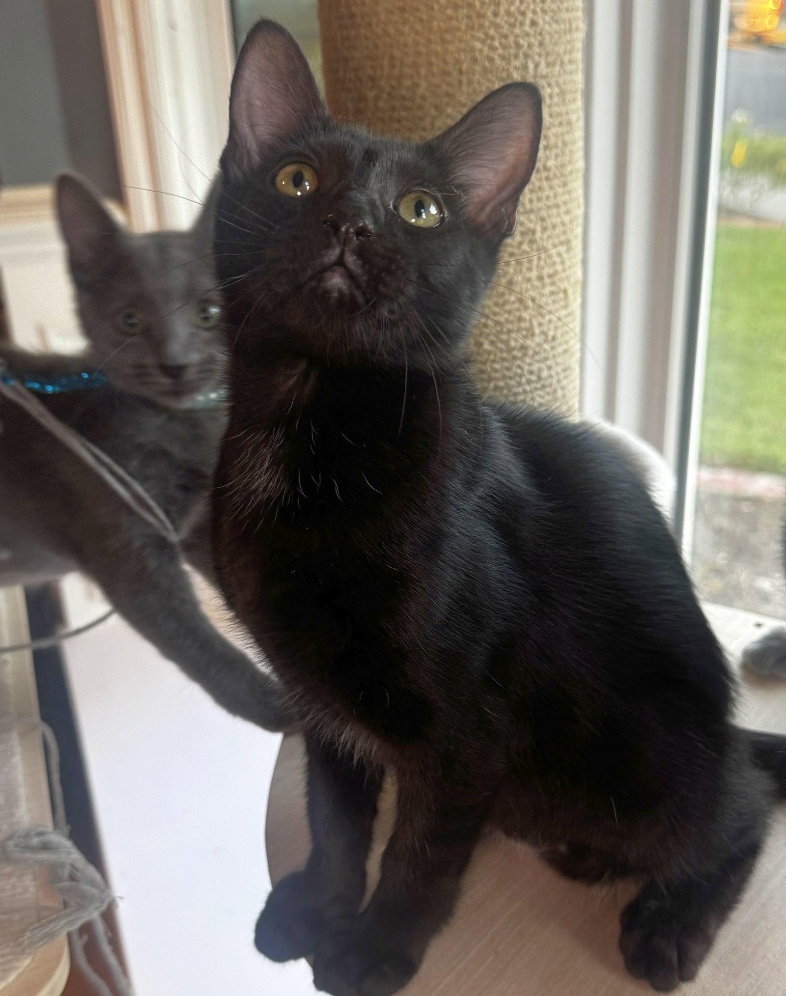 Spruce, Adoptable, Kitten Male Domestic Medium Hair.