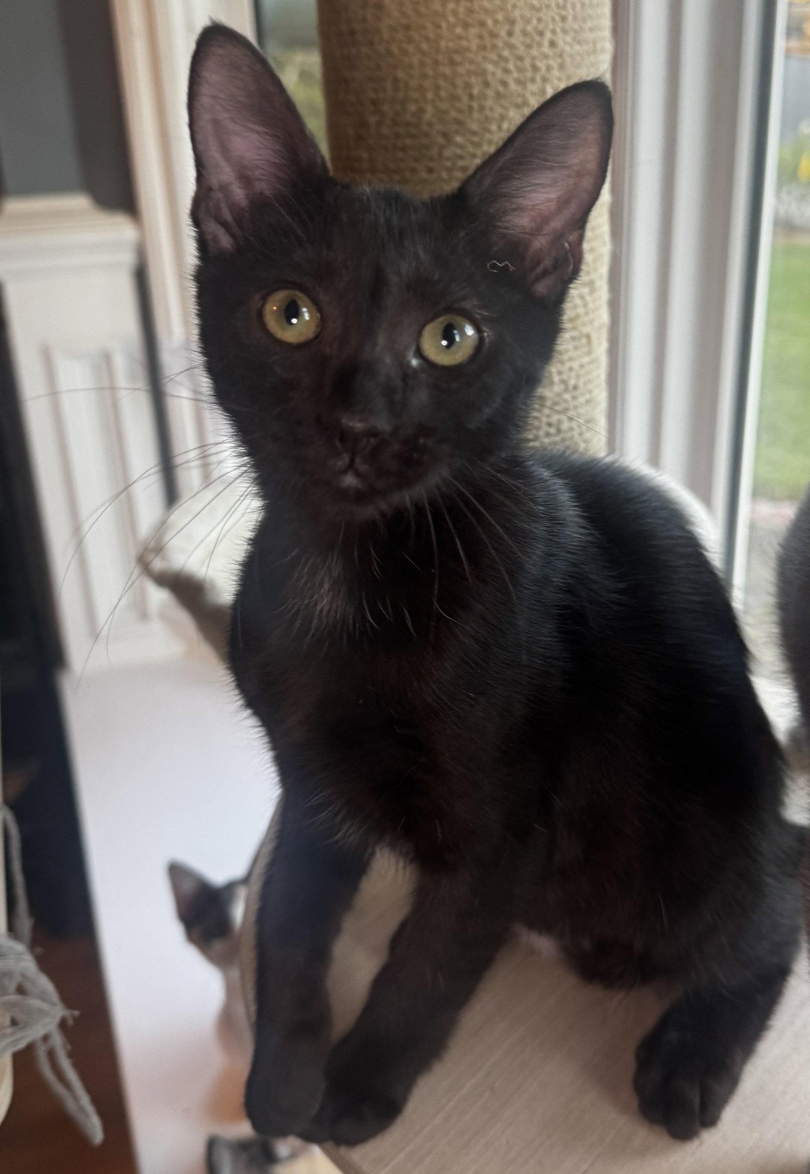 Enlarge Spruce, a Adoptable Domestic Medium Hair in Seal Beach, CA image 2/3