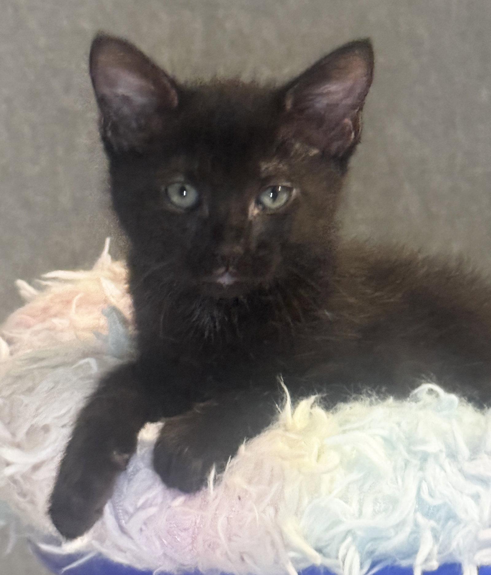 Spruce, a Adoptable Domestic Medium Hair in Seal Beach, CA image 2/3