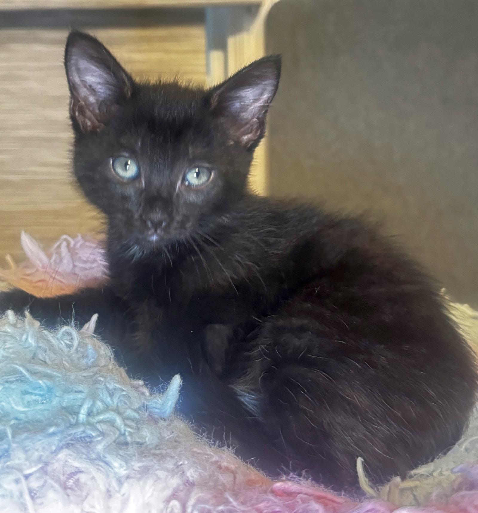 Spruce, a Adoptable Domestic Medium Hair in Seal Beach, CA image 3/3