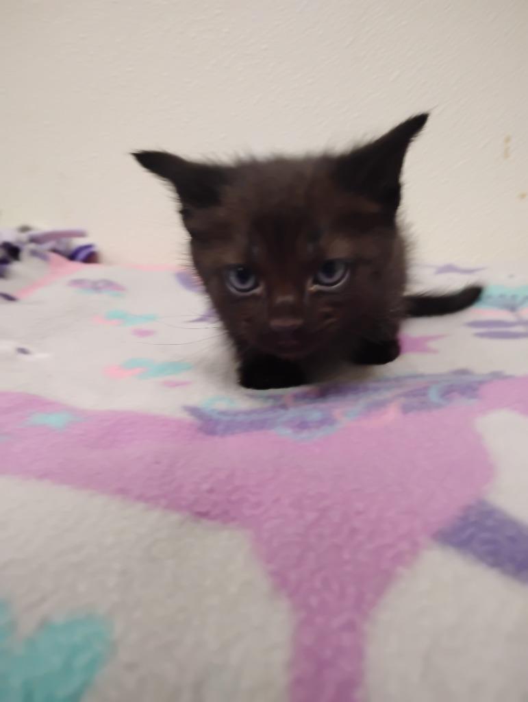 Tito, Adoptable, Young Male Domestic Short Hair.