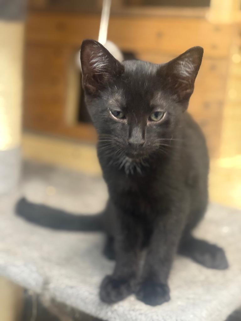 Enlarge Tito, a Adoptable mixed breed in North Vernon, IN image 2/2